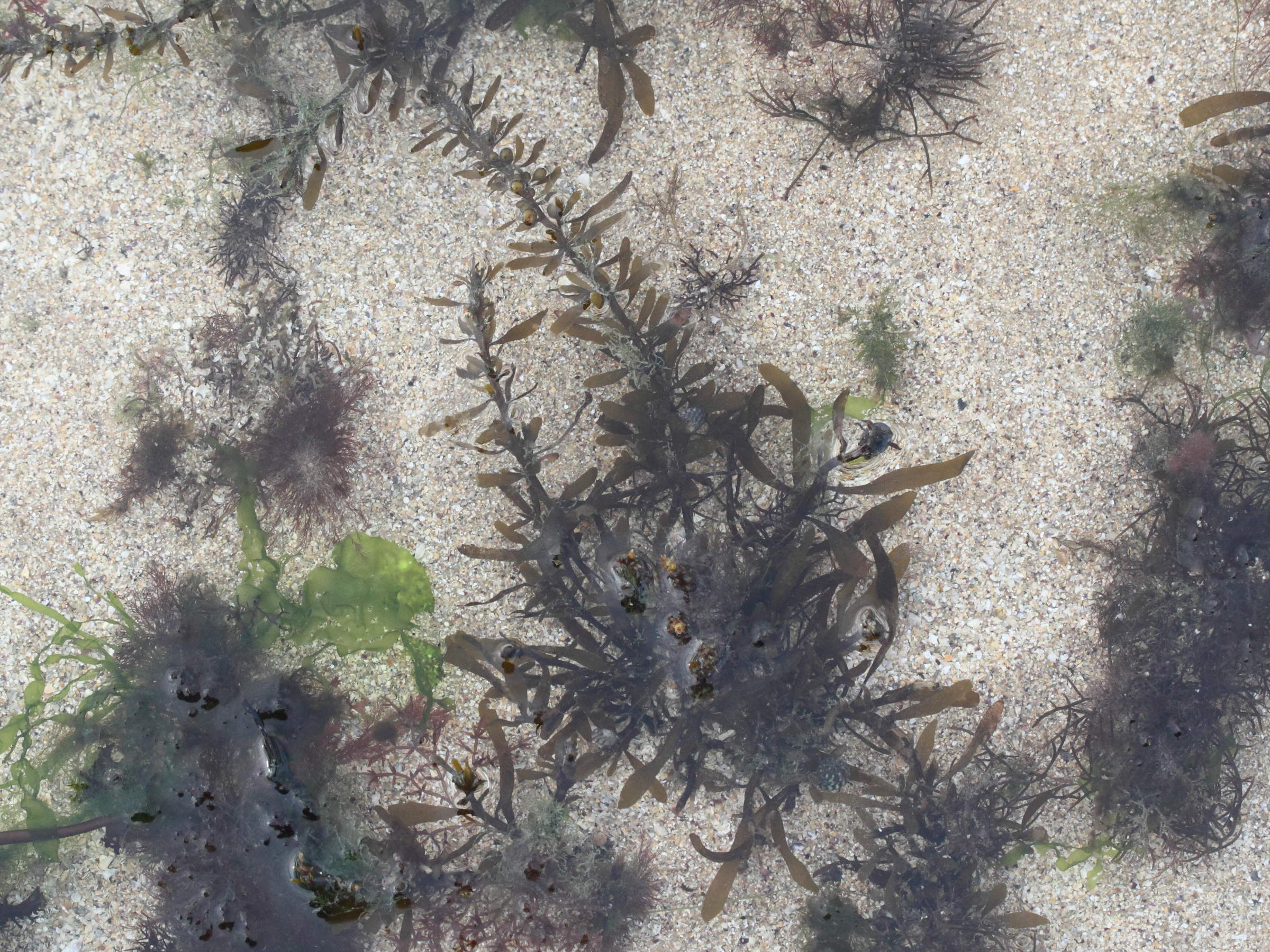 Afficher le média sargassum_muticum6md sargassum_muticum6md