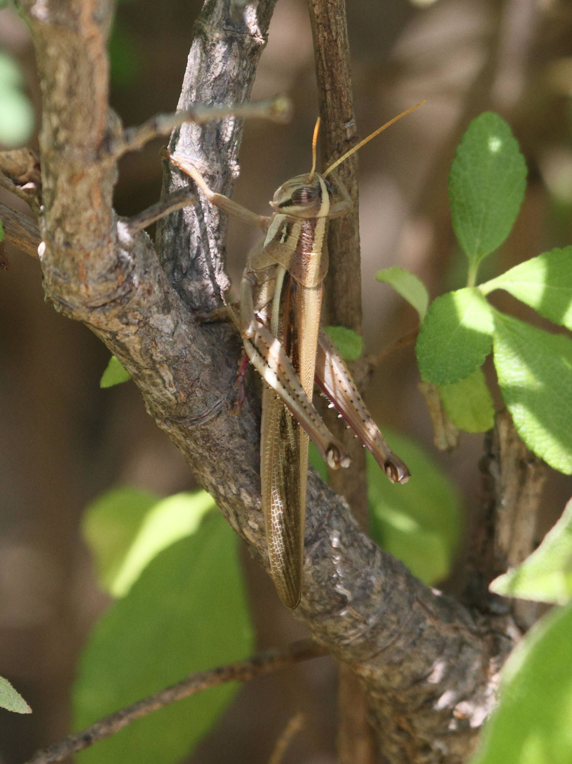 schistocerca_pallens3bd