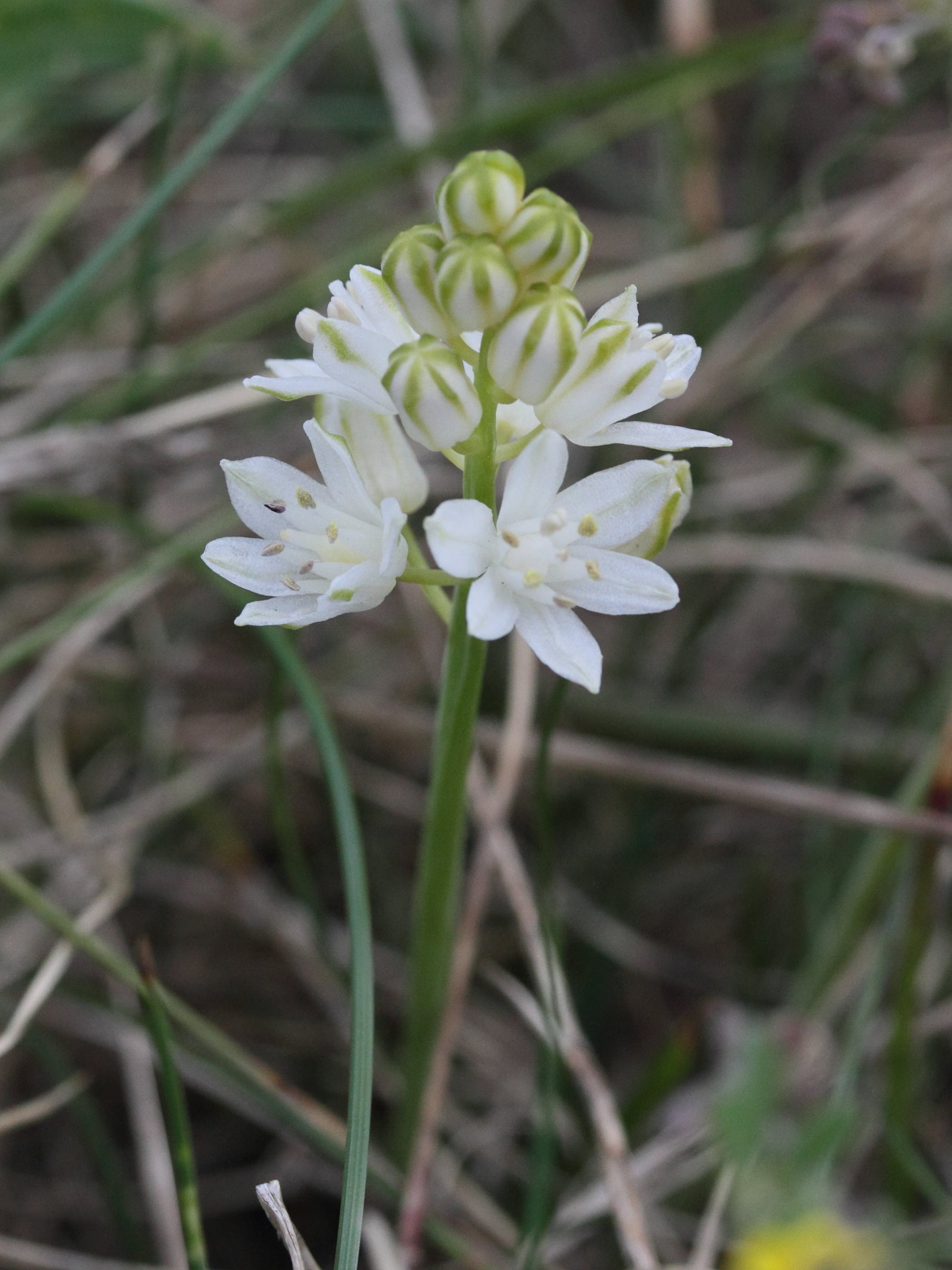 Afficher le média scilla_autumnalis4md scilla_autumnalis4md