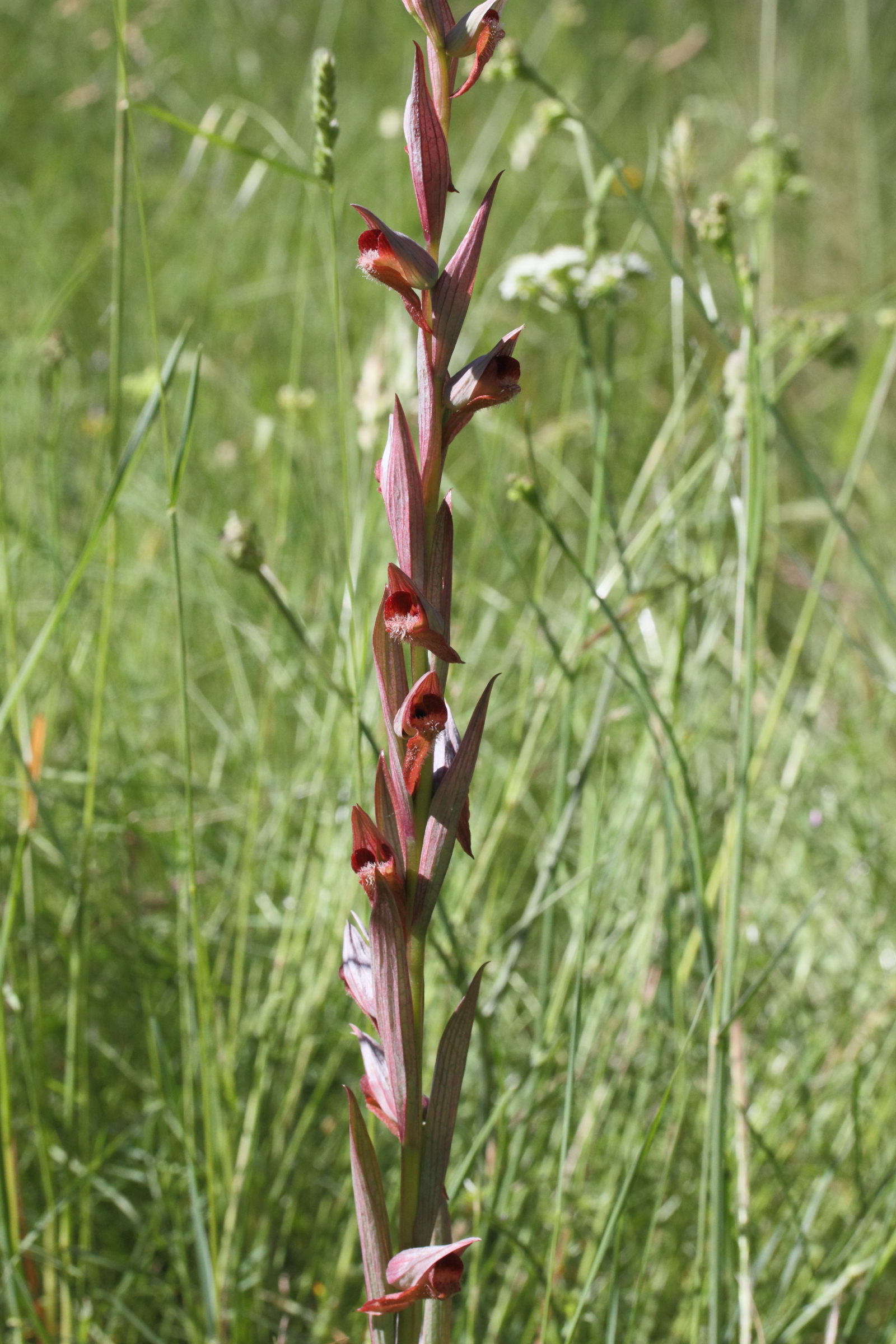 serapias_vomeracea1md