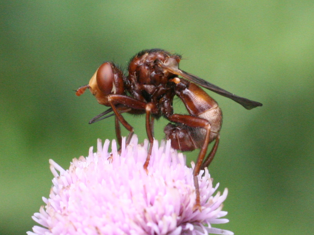 sicus_ferrugineus1md