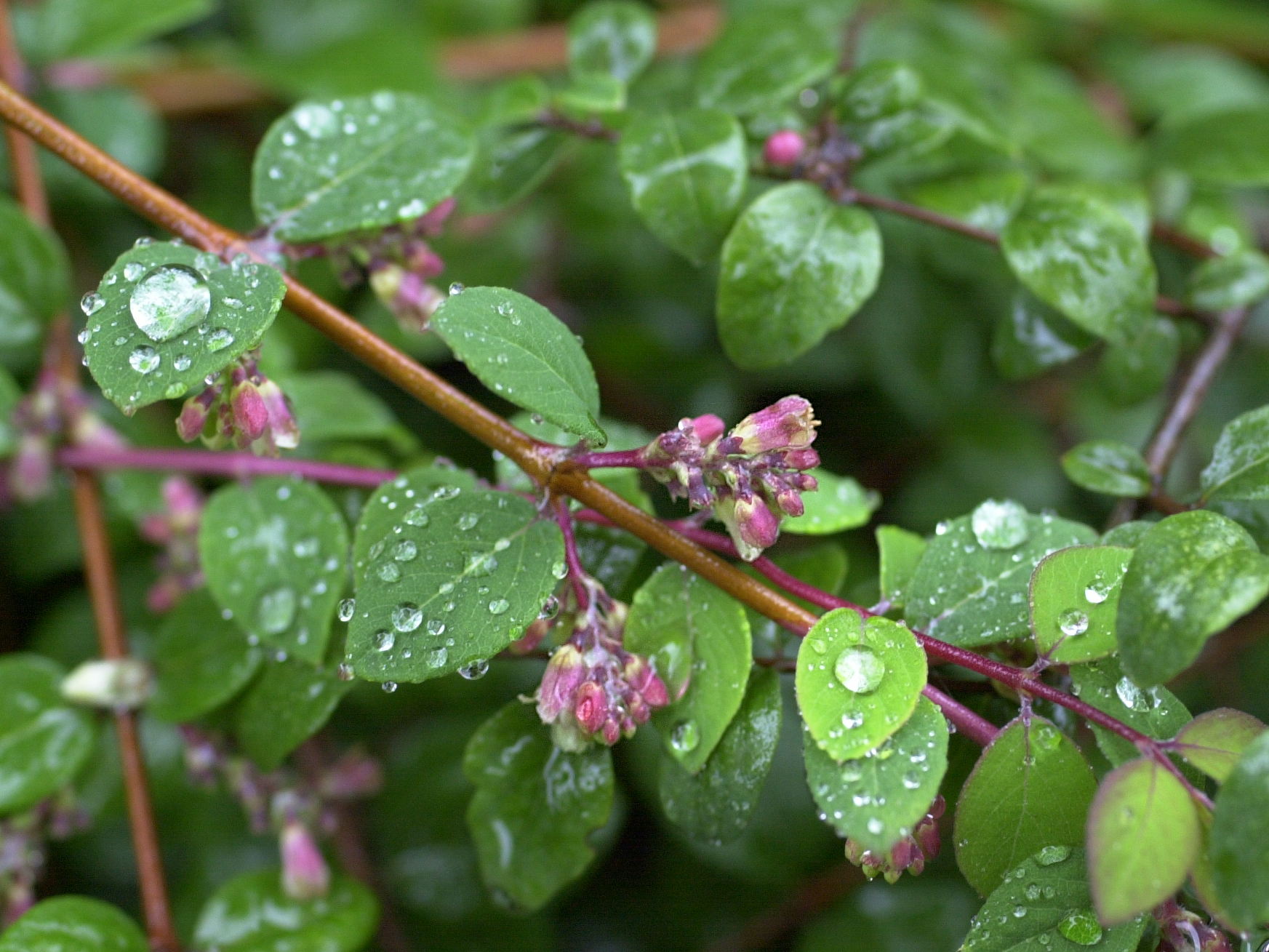 symphoricarpos_orbiculatus_hancock3md