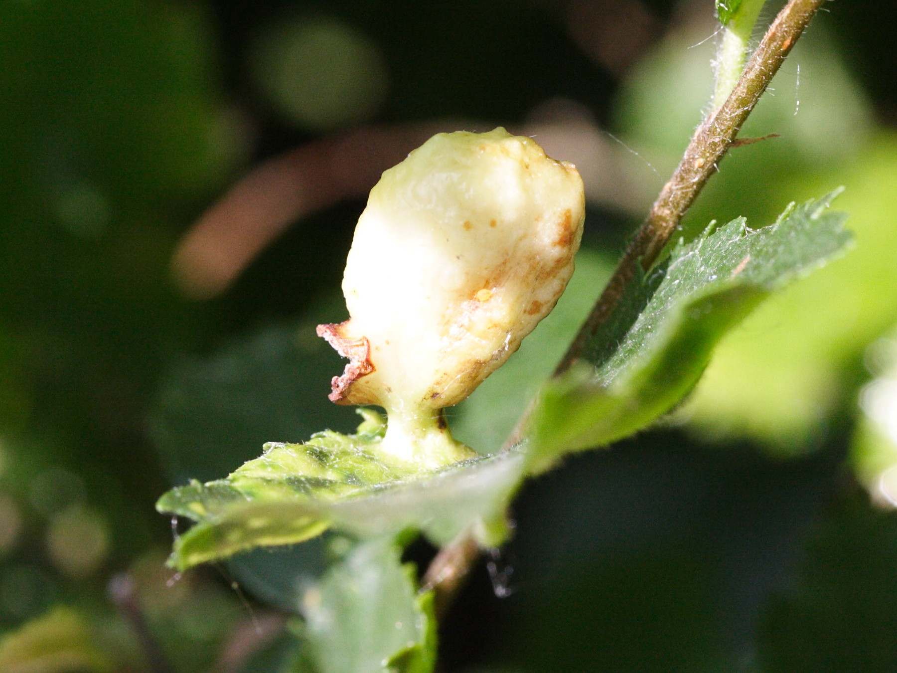 tetraneura_ulmi_galle4md