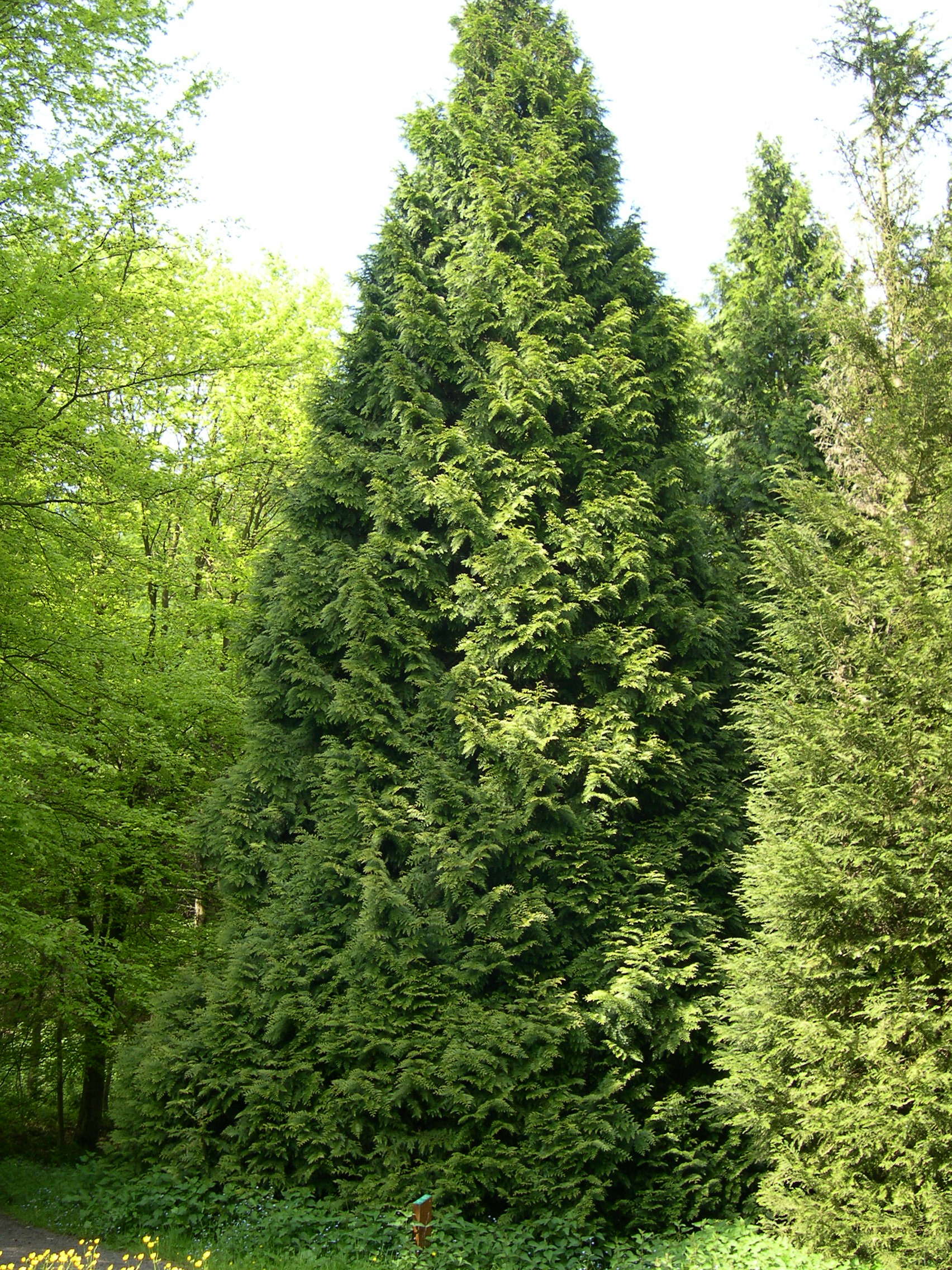 thuja_plicata5md