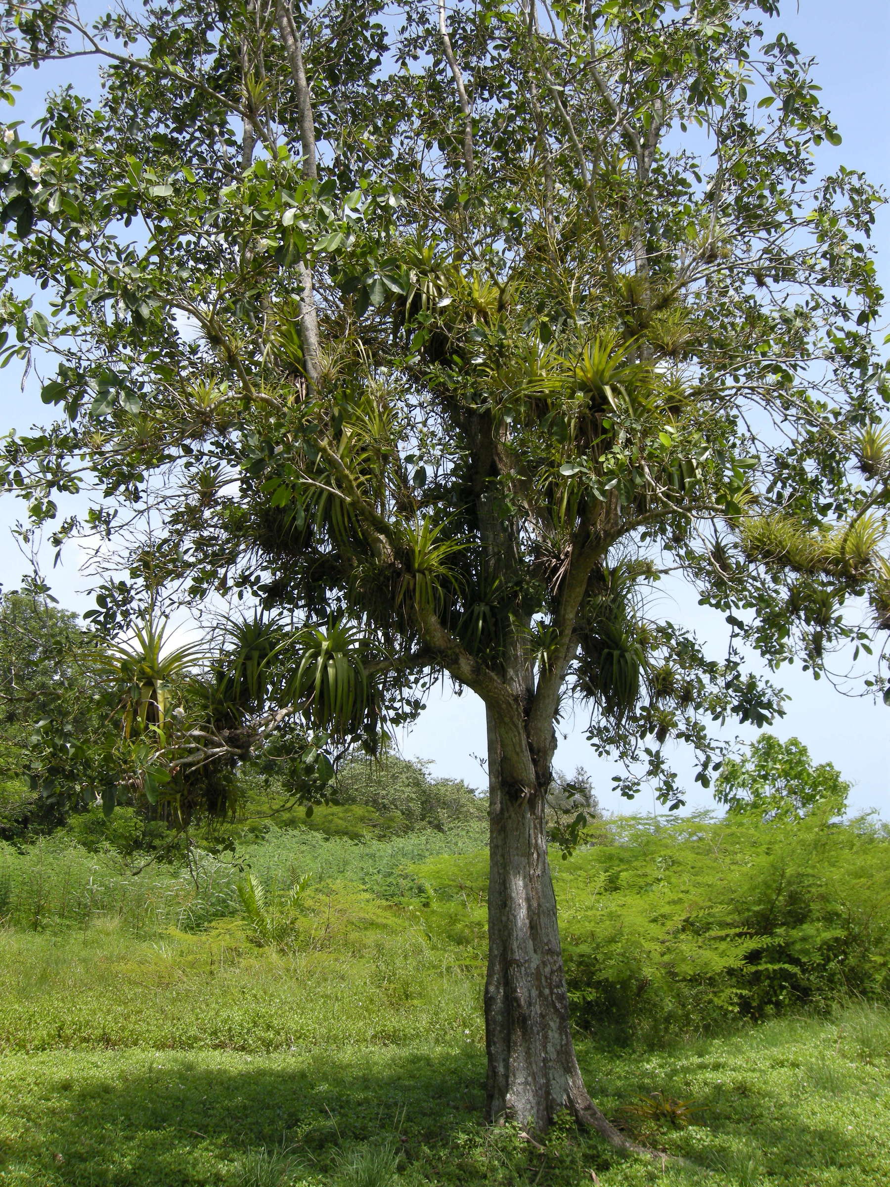 tillandsia_utriculata3md