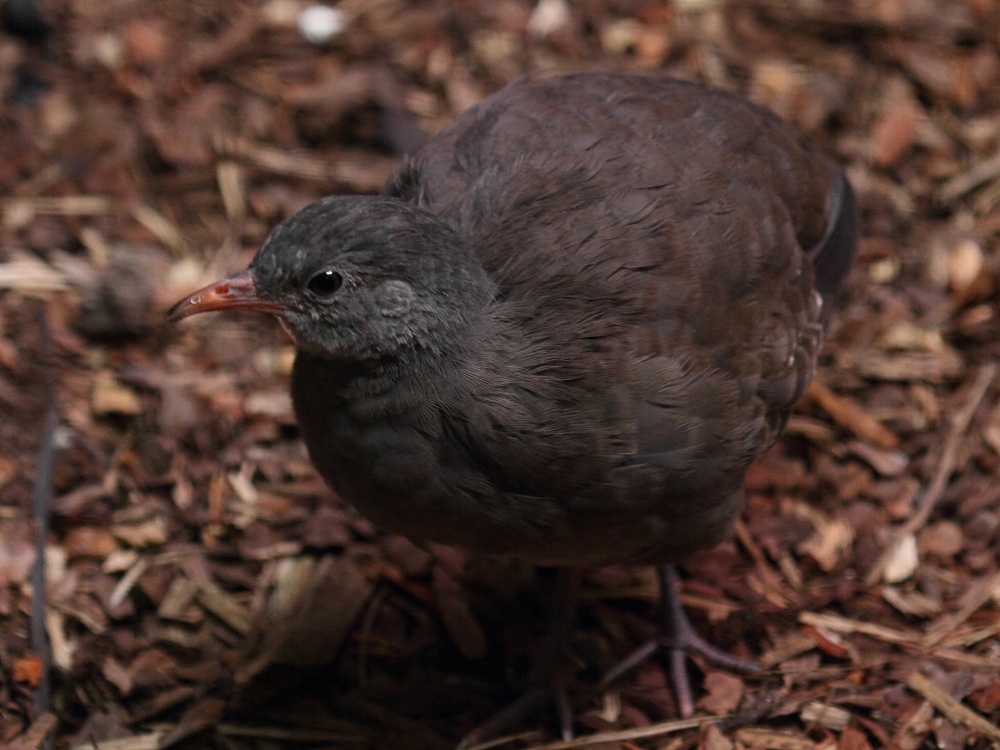 tinamou_tataupa_-_crypturellus_tataupa1bd