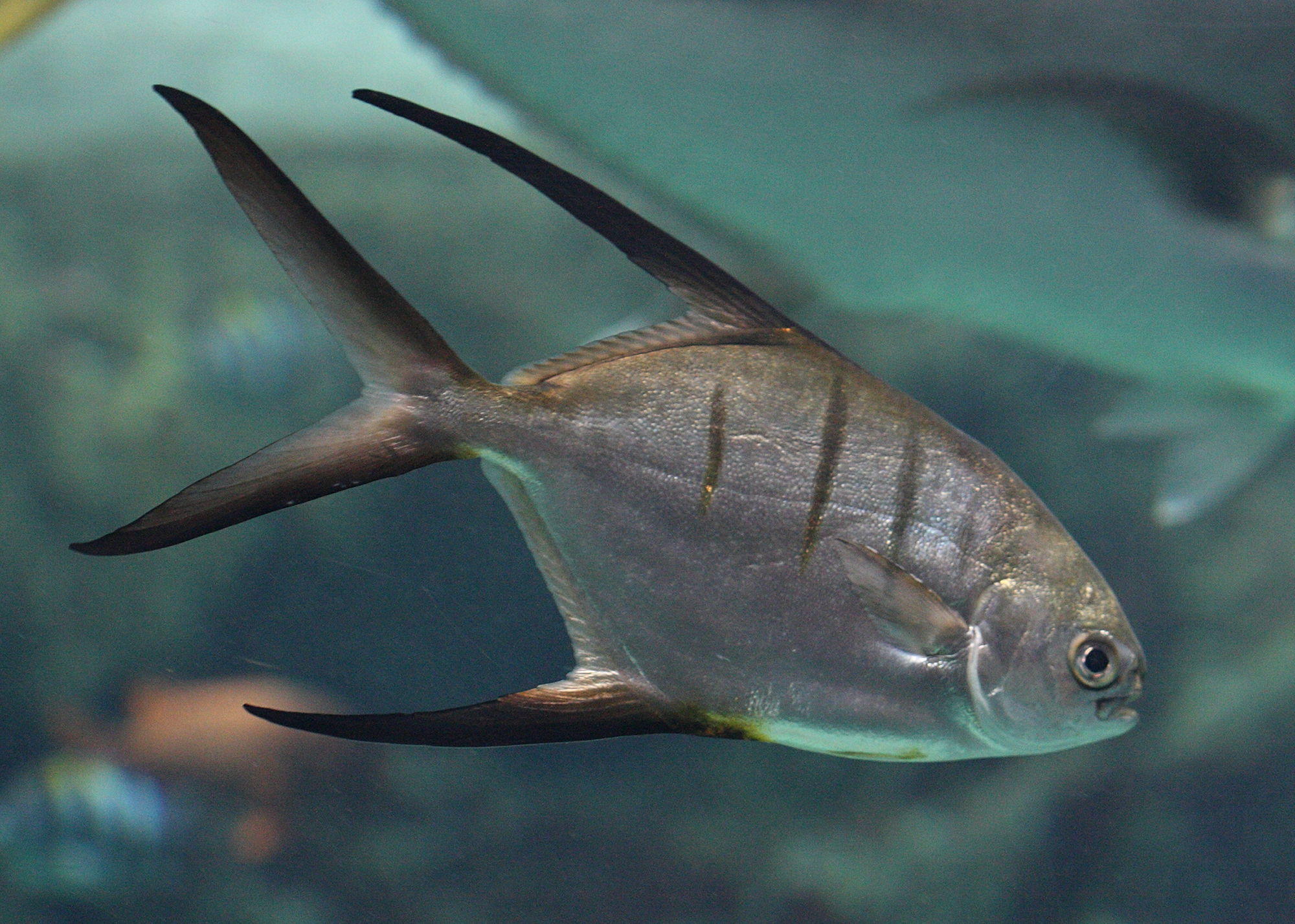 trachinotus_goodei1bd