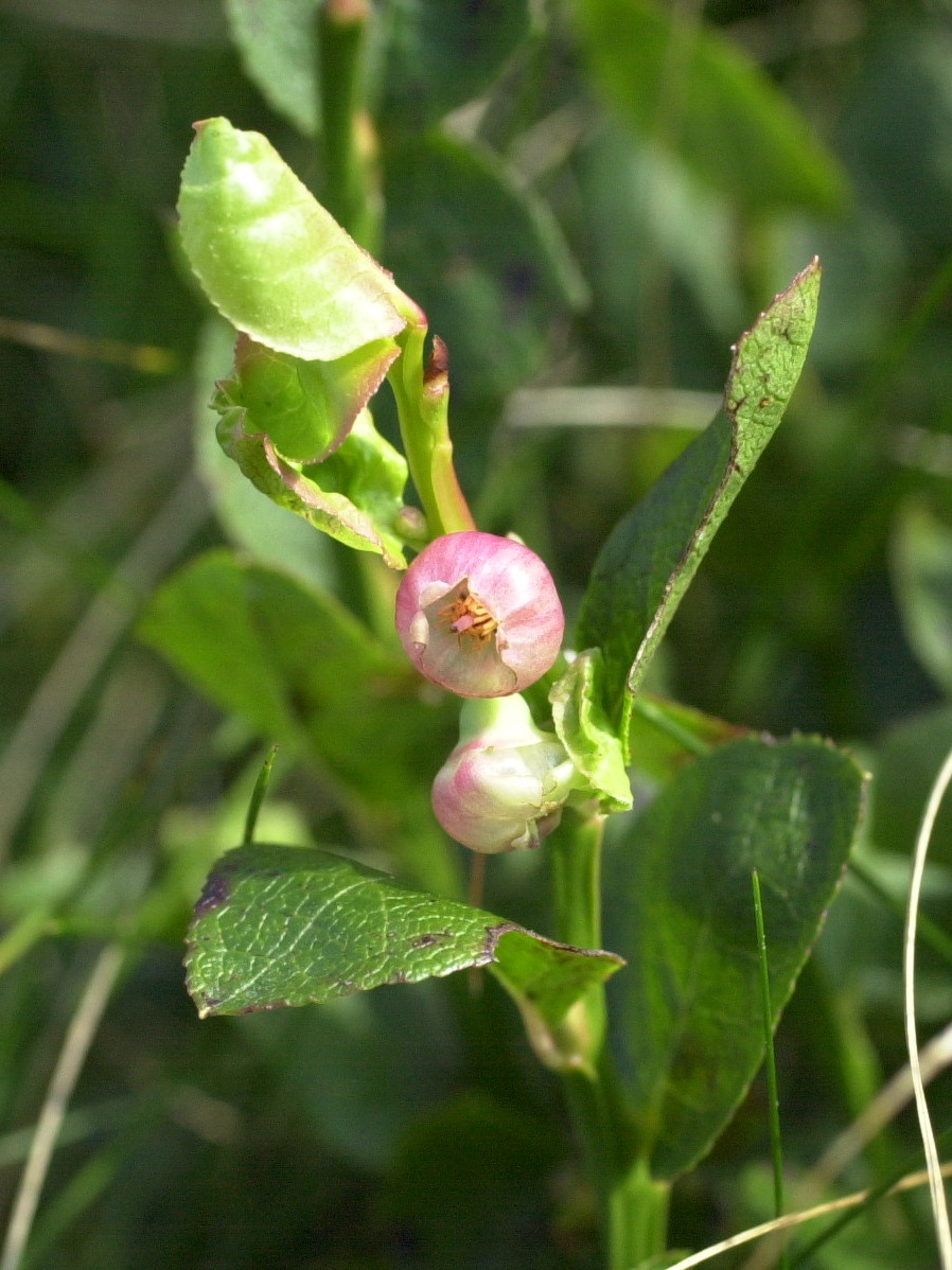 Afficher le média vaccinium_myrtillus4md vaccinium_myrtillus4md