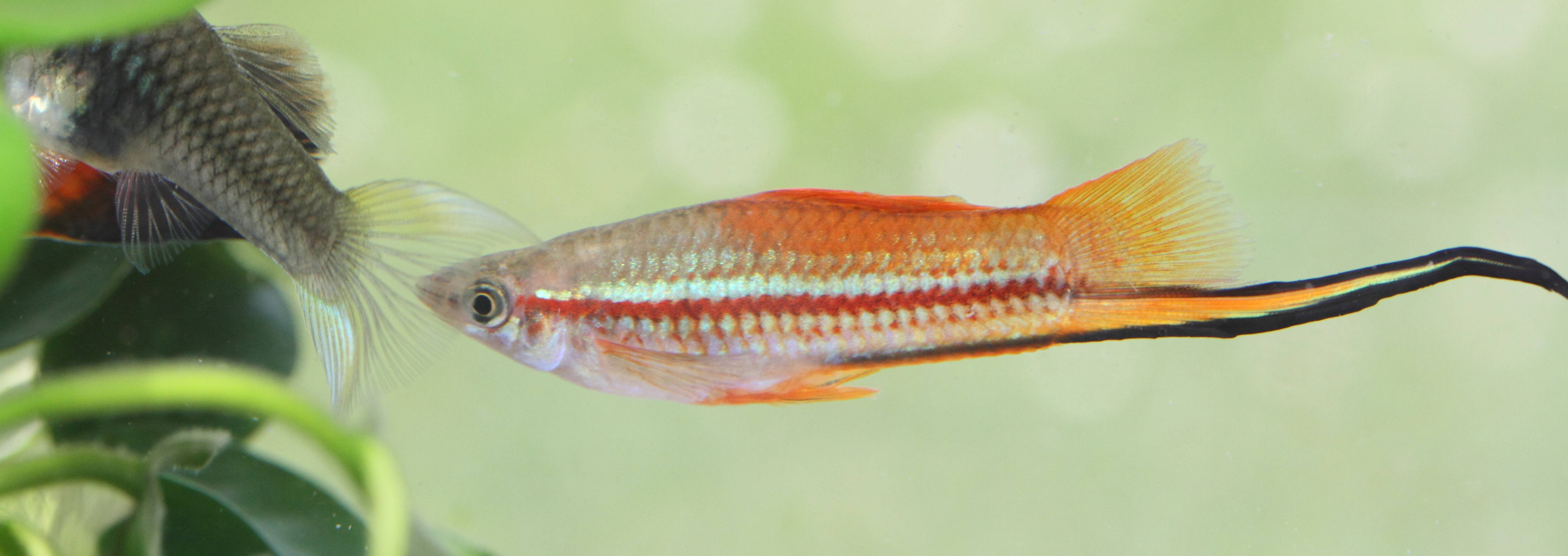 xiphophorus_hellerii1bmd