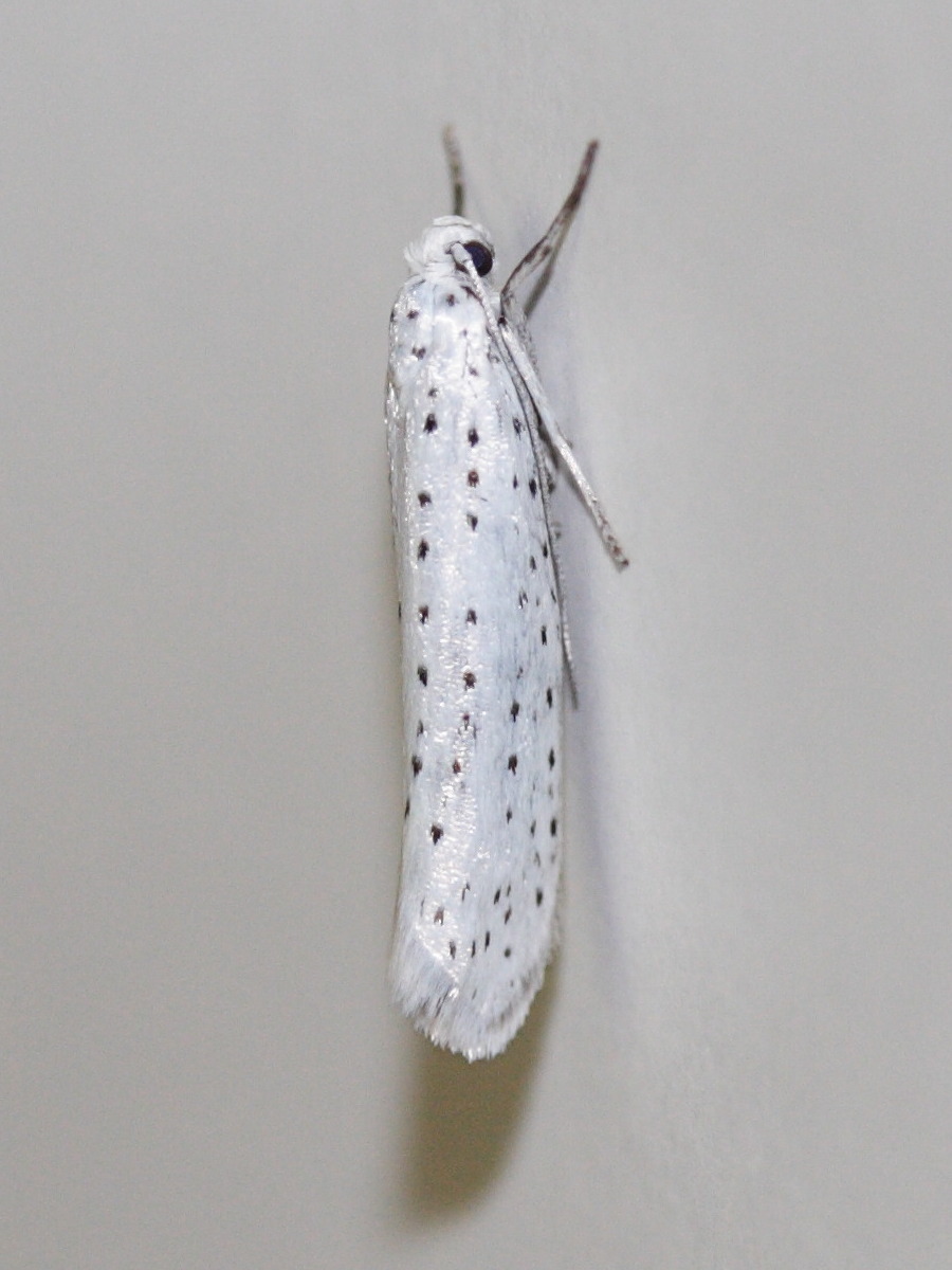 yponomeuta_evonymella2md
