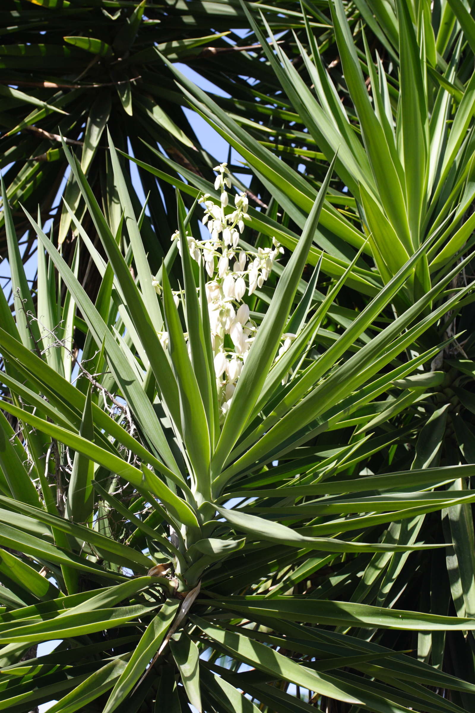 yucca_gigantea4md