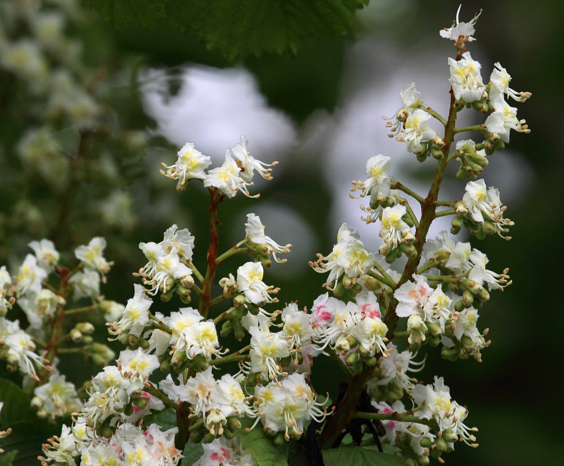 Afficher le média aesculus_hippocastanum4md aesculus_hippocastanum4md