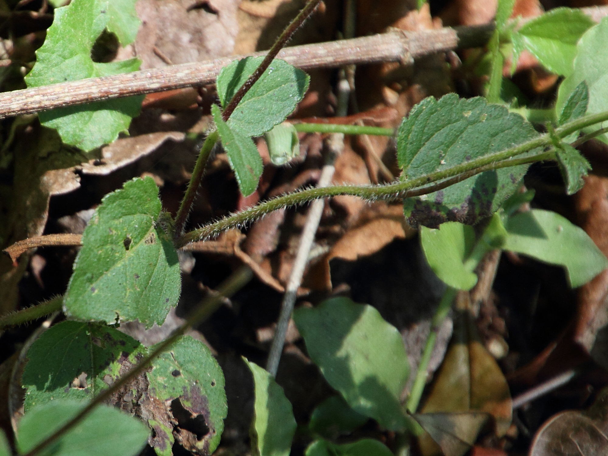 ageratum_conyzoides6md