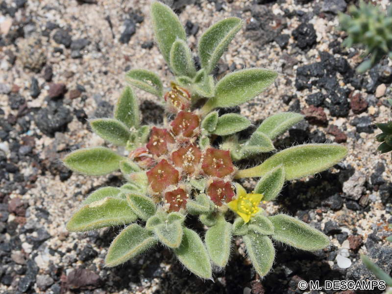 aizoon_canariense1md