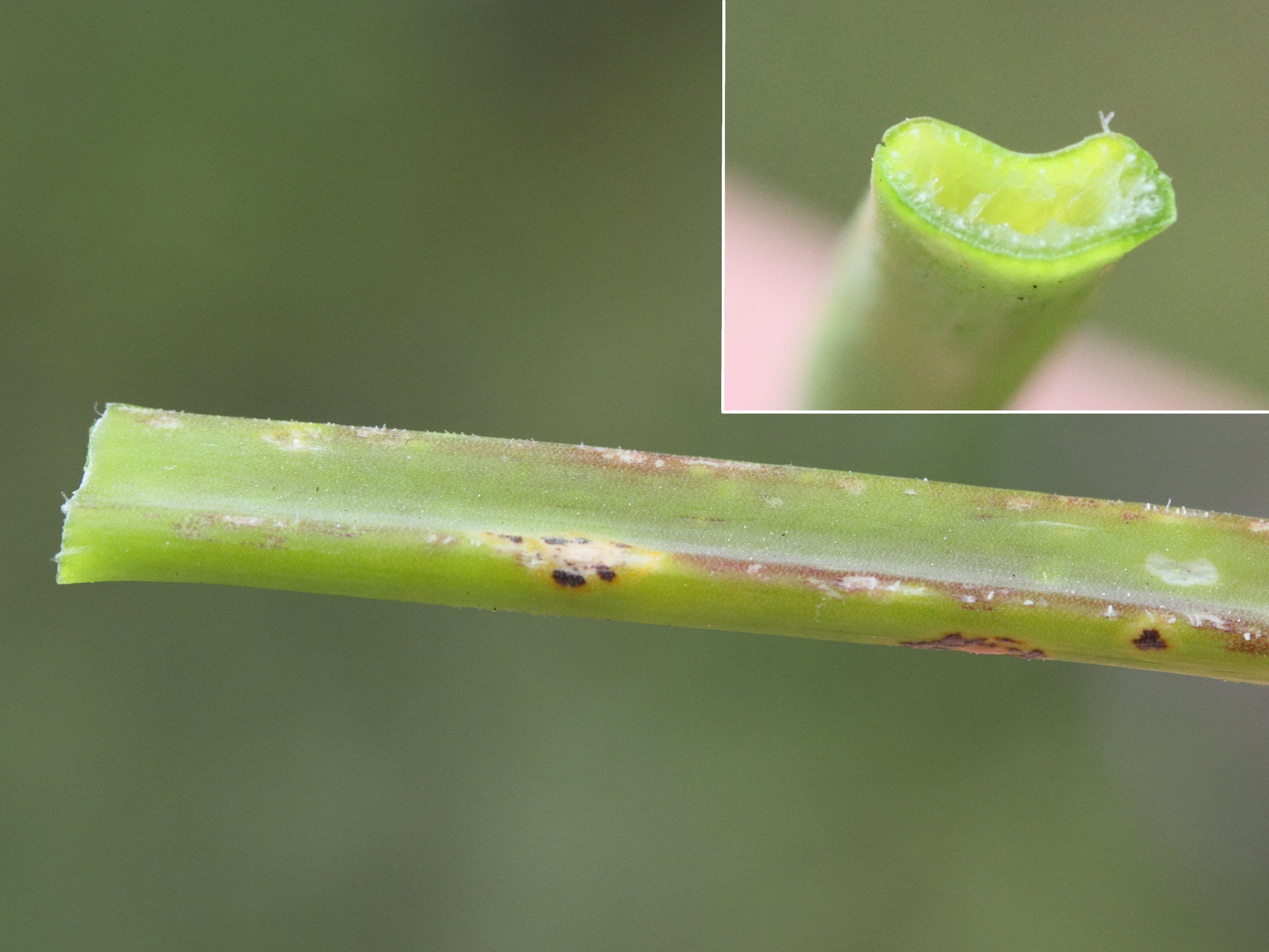 allium_sphaerocephalon5md