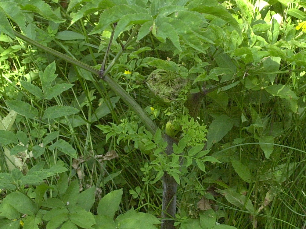 angelica_sylvestris2md