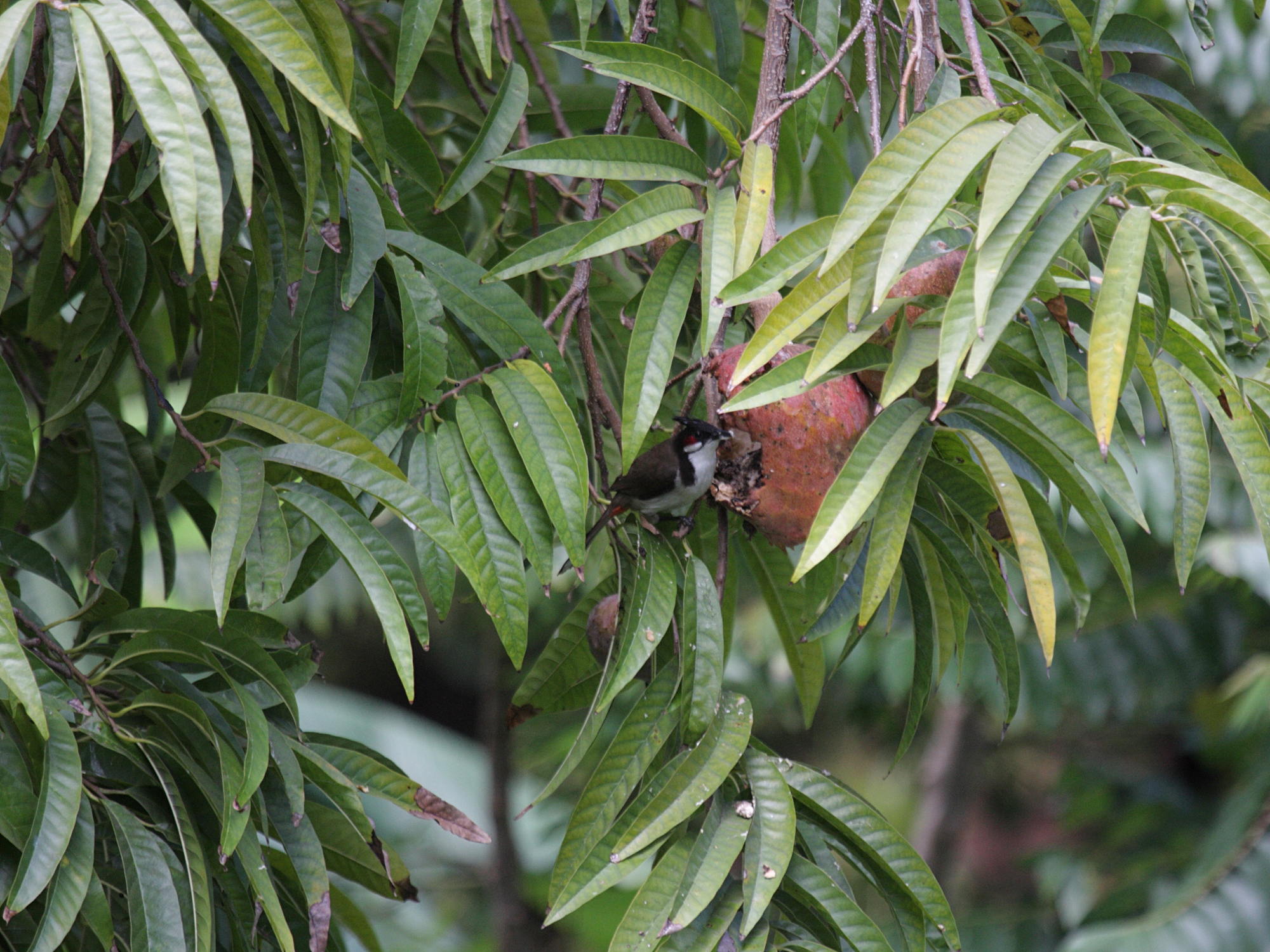 annona_reticulata3bd