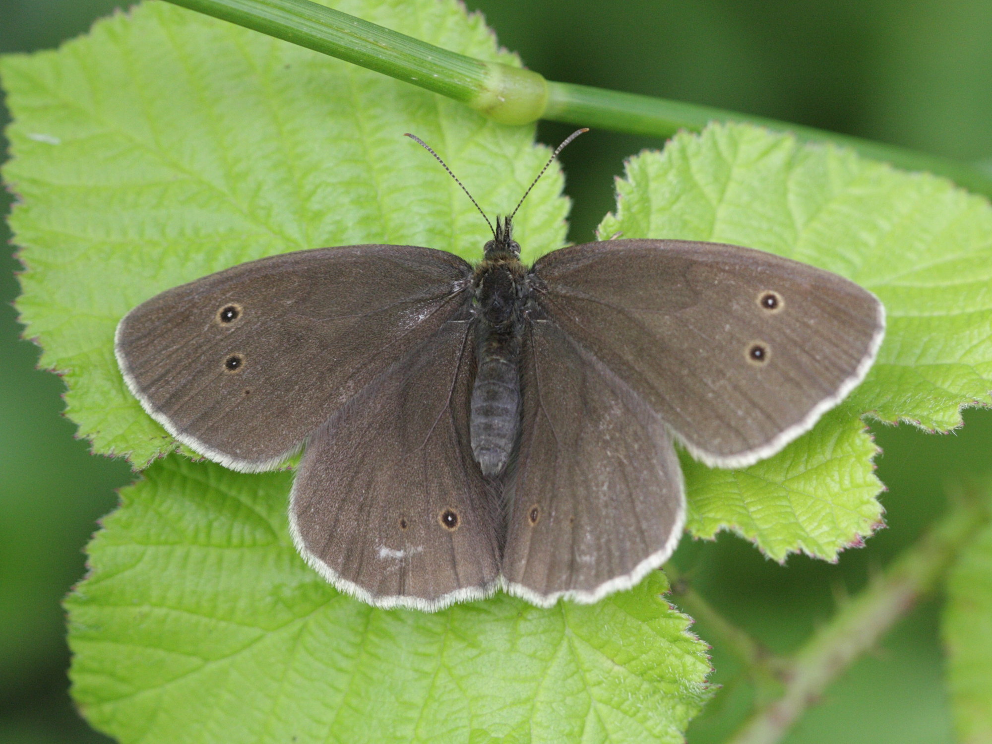 aphantopus_hyperantus1bbd