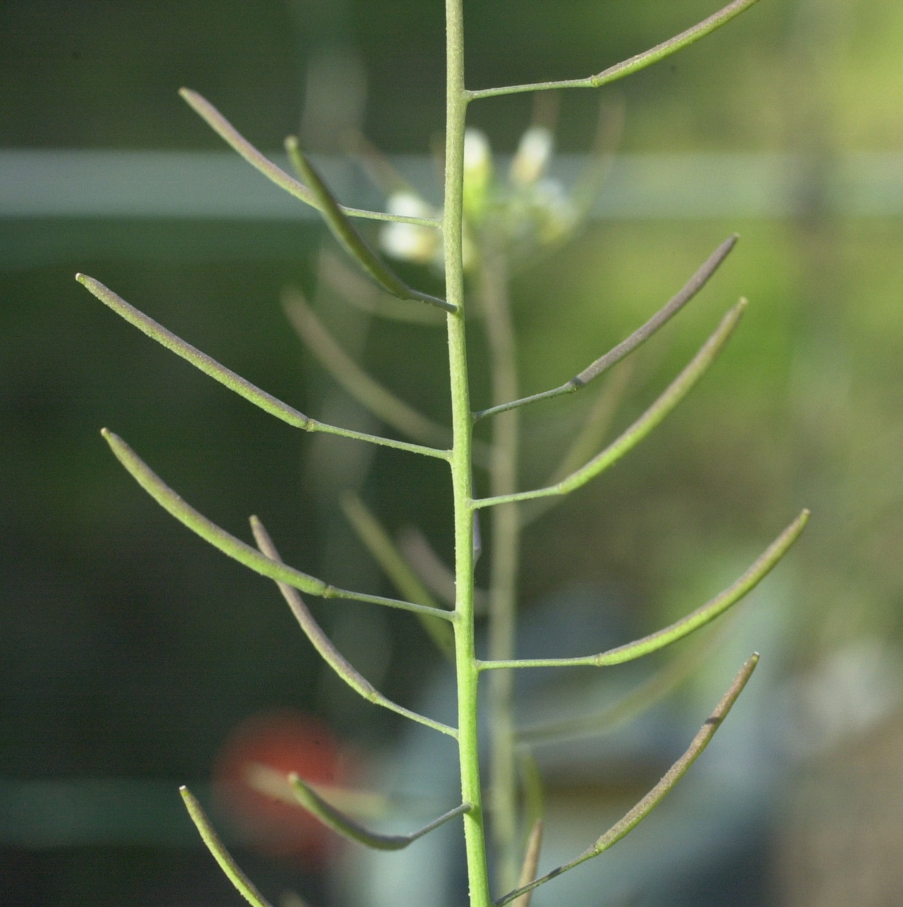 Afficher le média arabidopsis_thaliana4md arabidopsis_thaliana4md