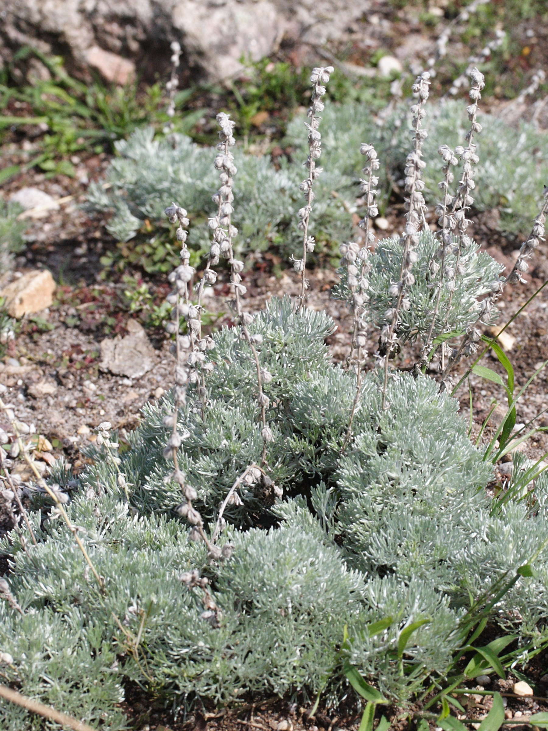 artemisia_eriantha1md