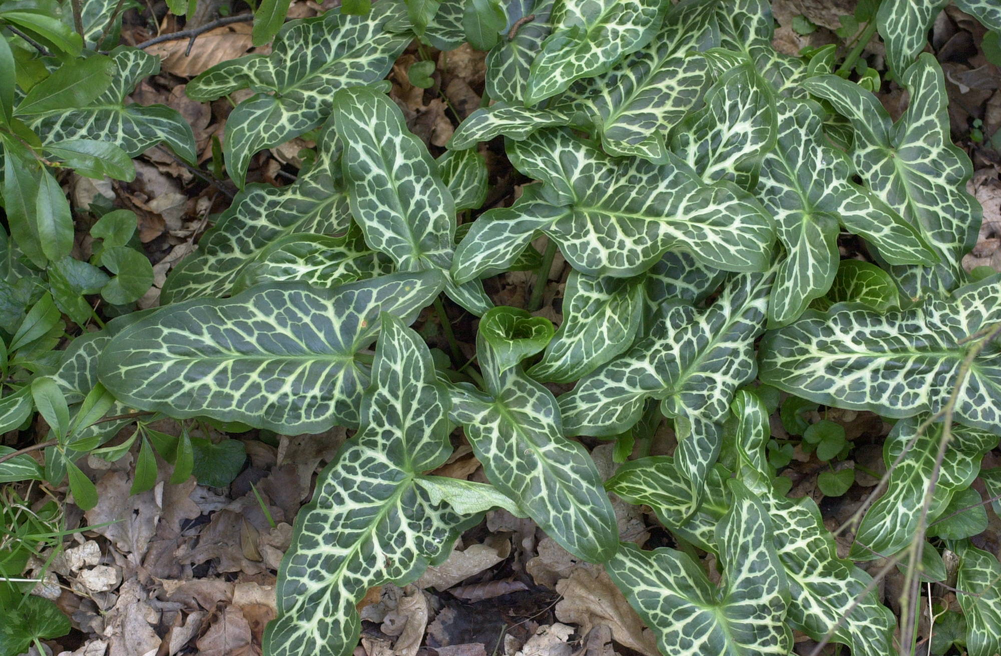 arum_italicum1cmd
