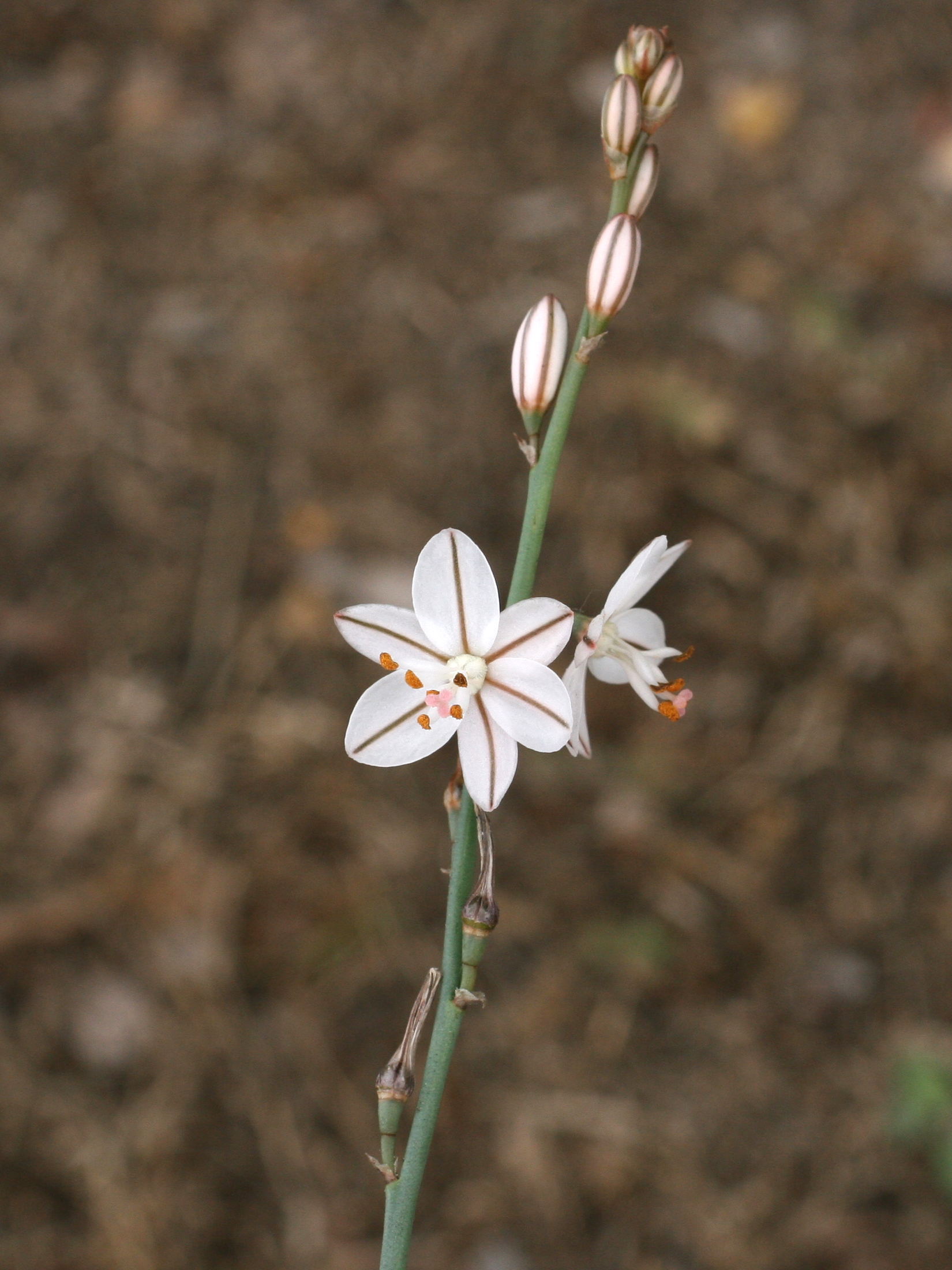 Afficher le média asphodelus_fistulosus5md asphodelus_fistulosus5md
