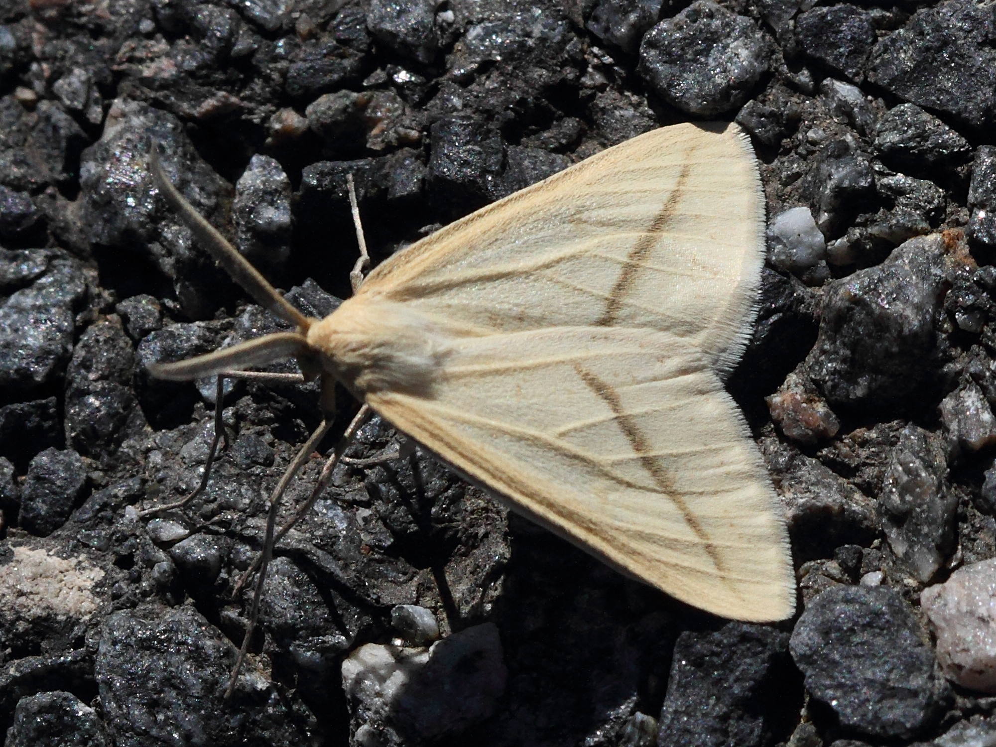 aspitates_gilvaria3md