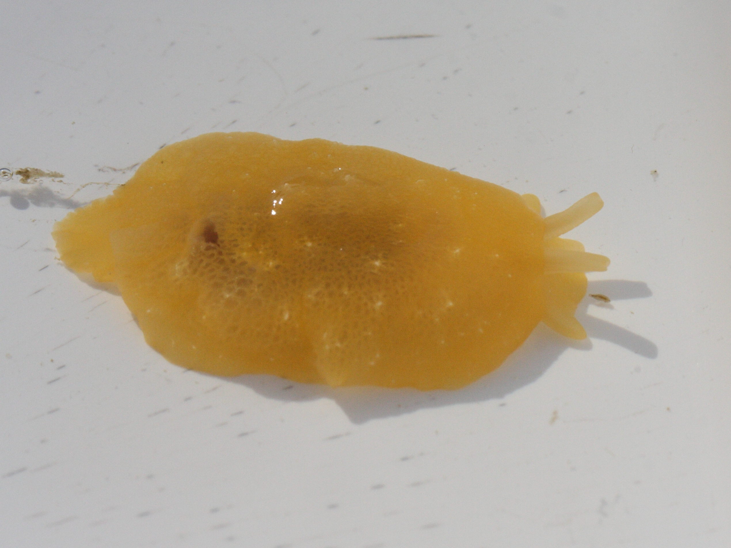 berthella_plumula2md