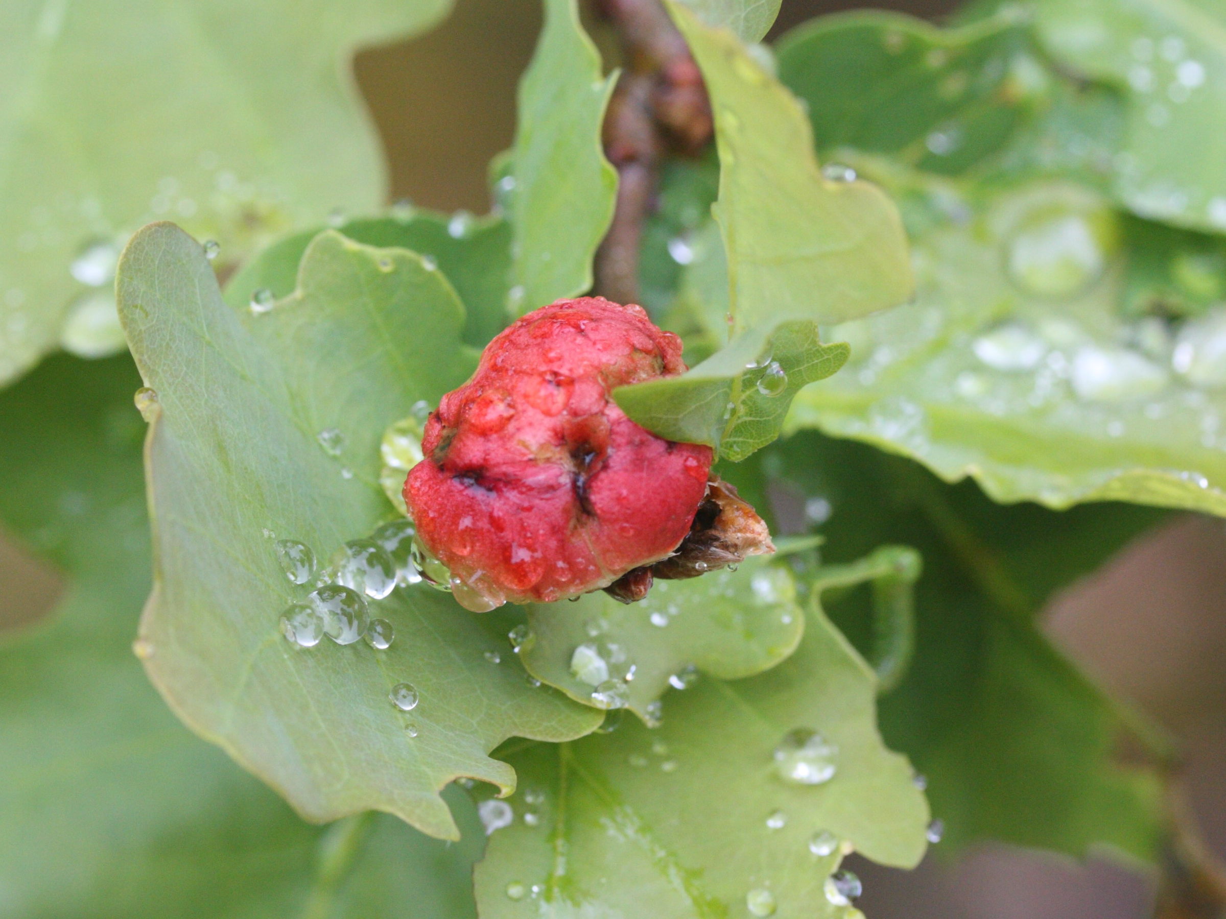 biorhiza_pallida_galle1md