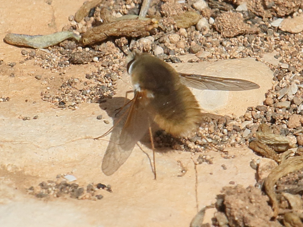 bombylius_pintuarius1bd