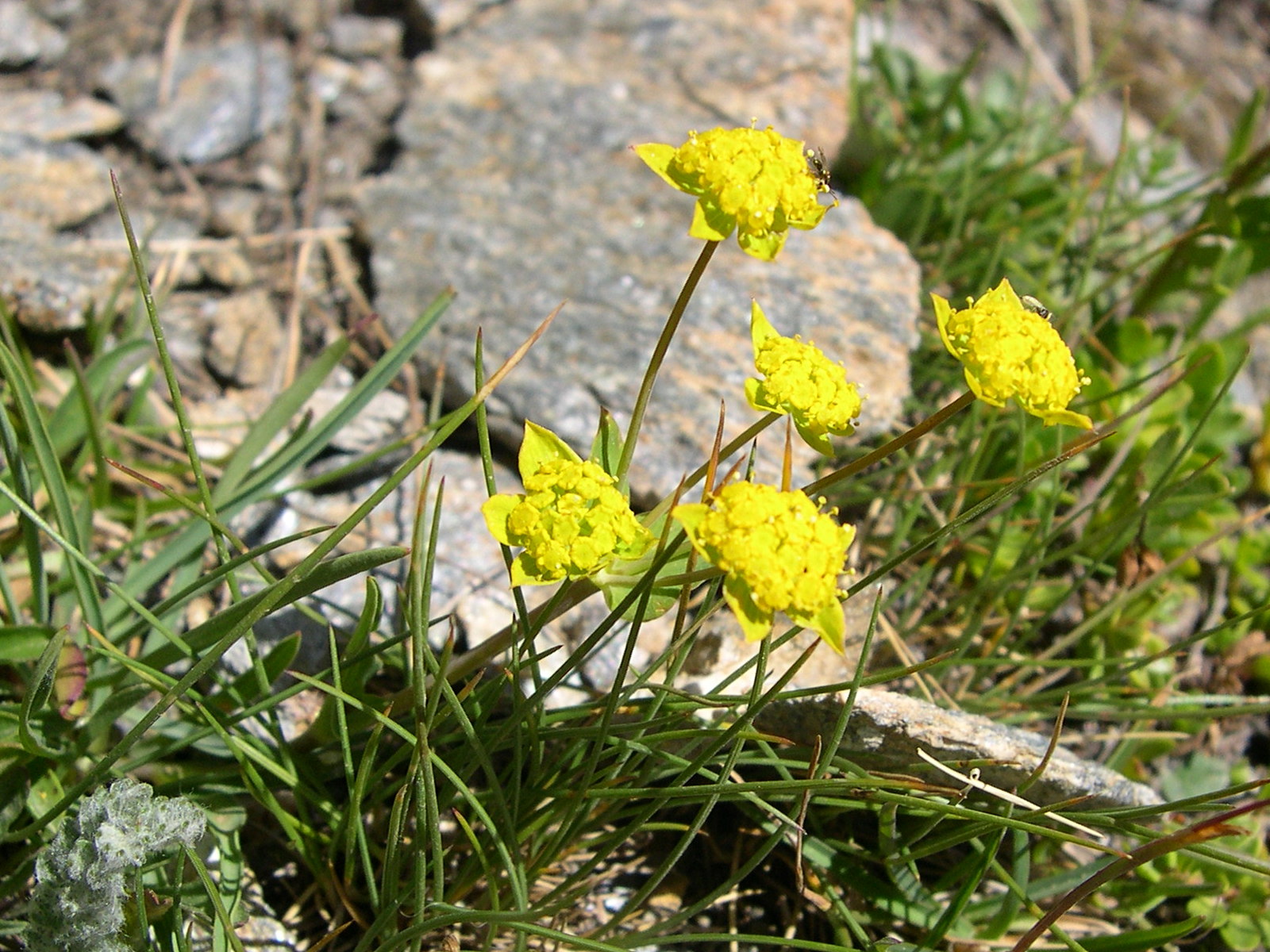 bupleurum_ranunculoides2md