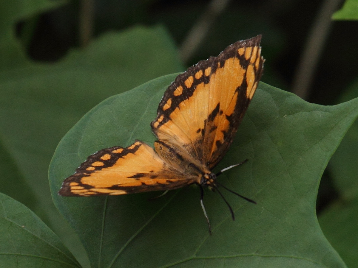 byblia_anvatara_anvatara3bd