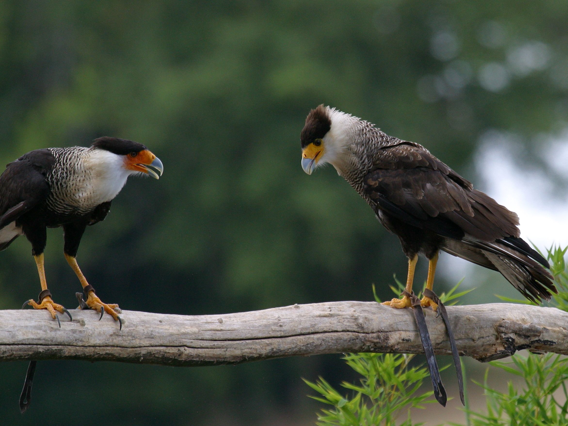 caracara_huppe_-_caracara_plancus1bd