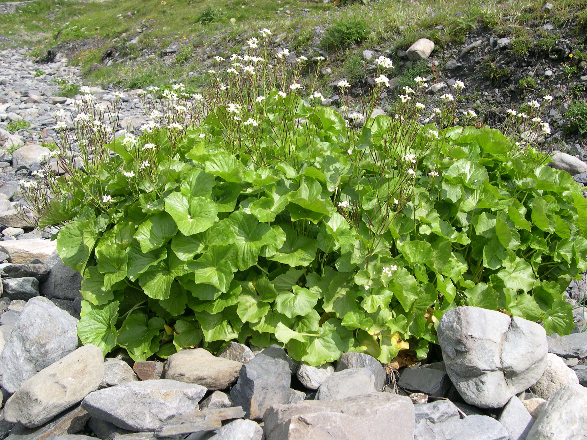 Afficher le média cardamine_asarifolia1md cardamine_asarifolia1md