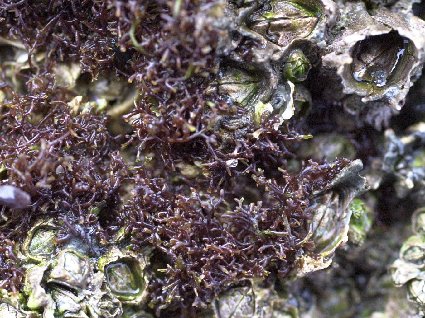 Afficher le média caulacanthus_ustulatus2md caulacanthus_ustulatus2md