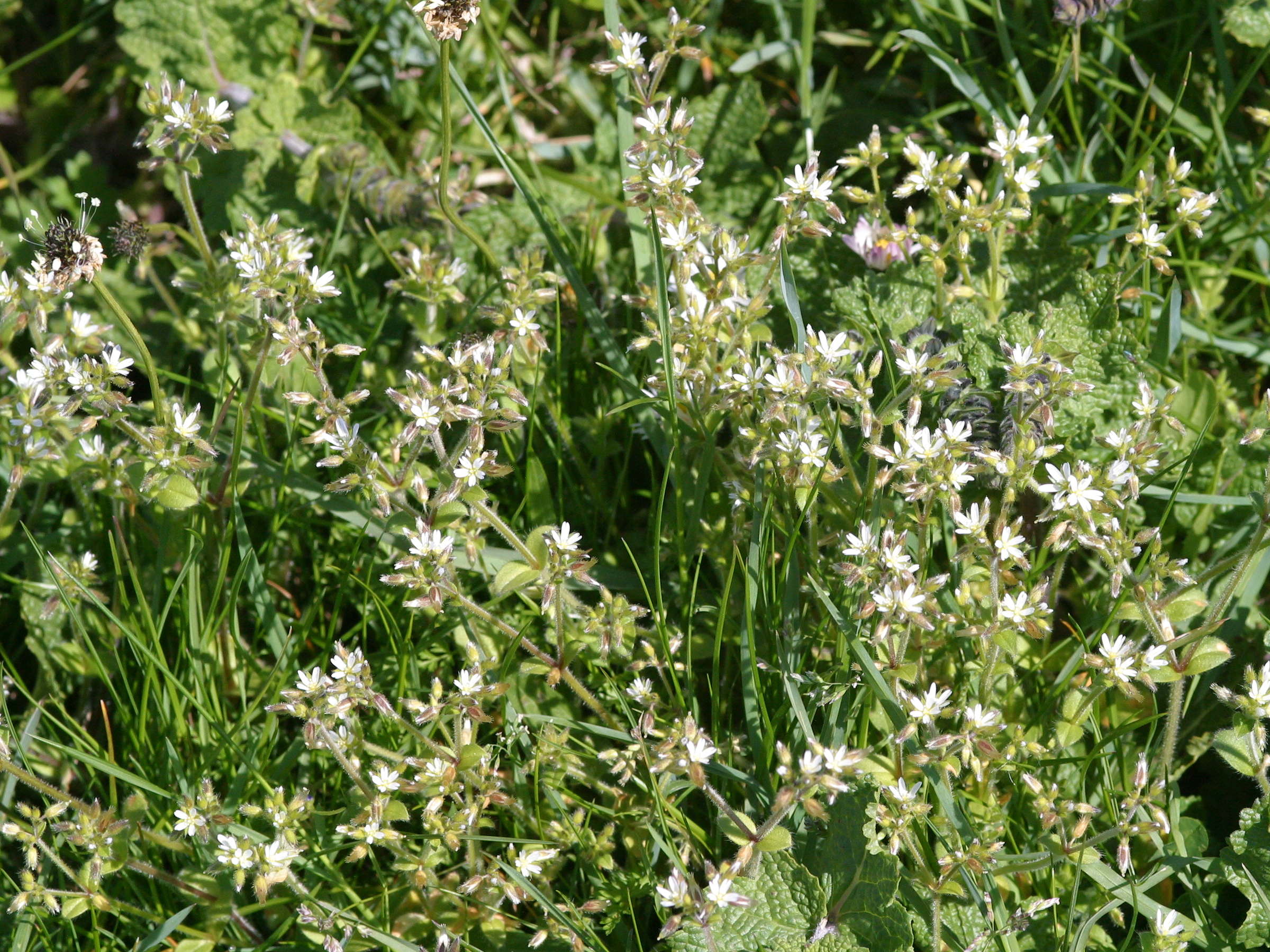 cerastium_diffusum1md