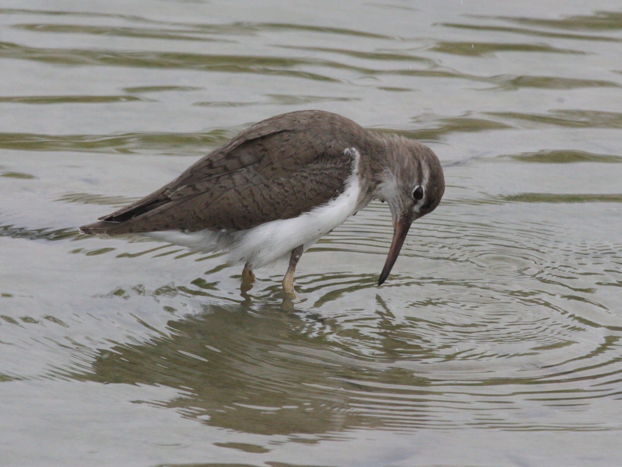 chevalier_grivele_-_actitis_macularia3bd