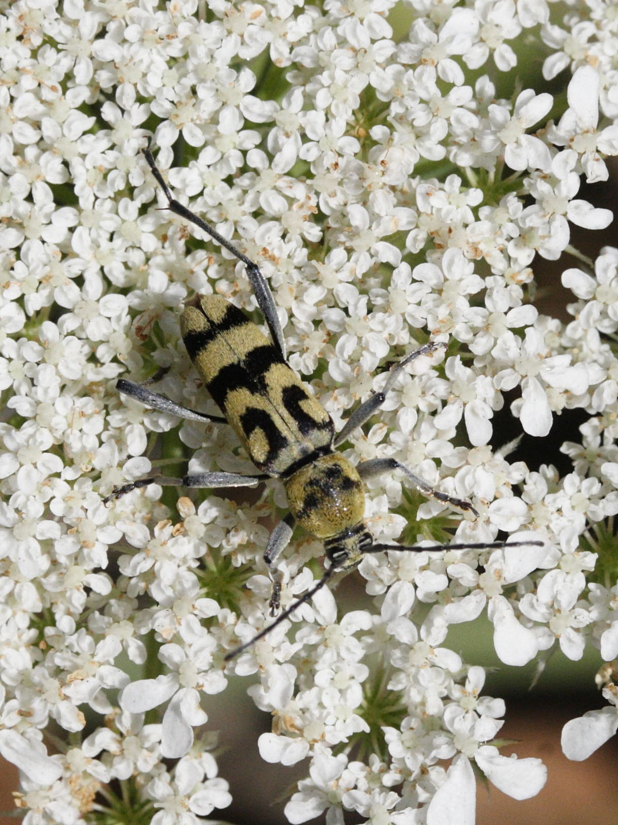 chlorophorus_varius2md