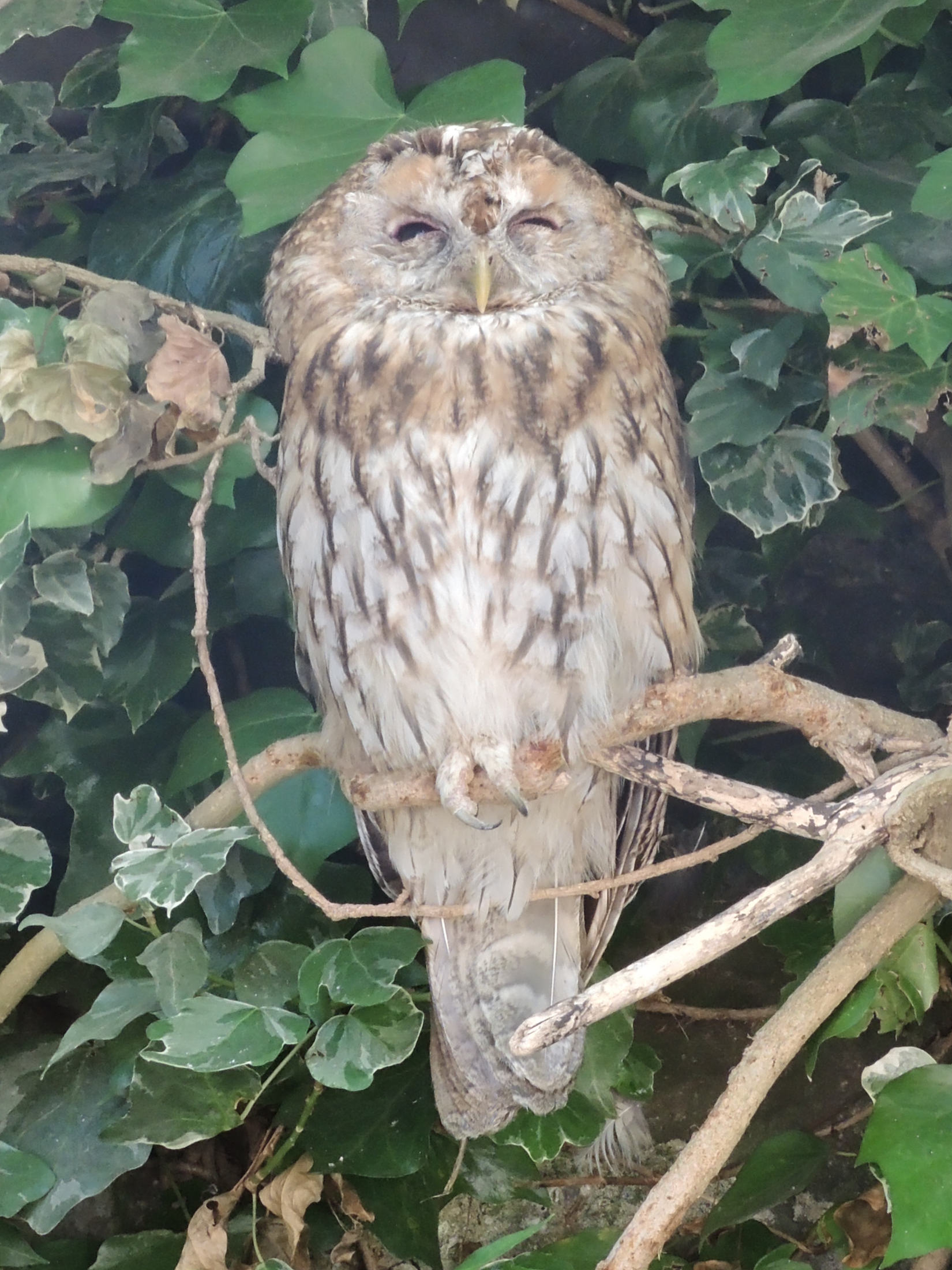 chouette_hulotte_-_strix_aluco4md