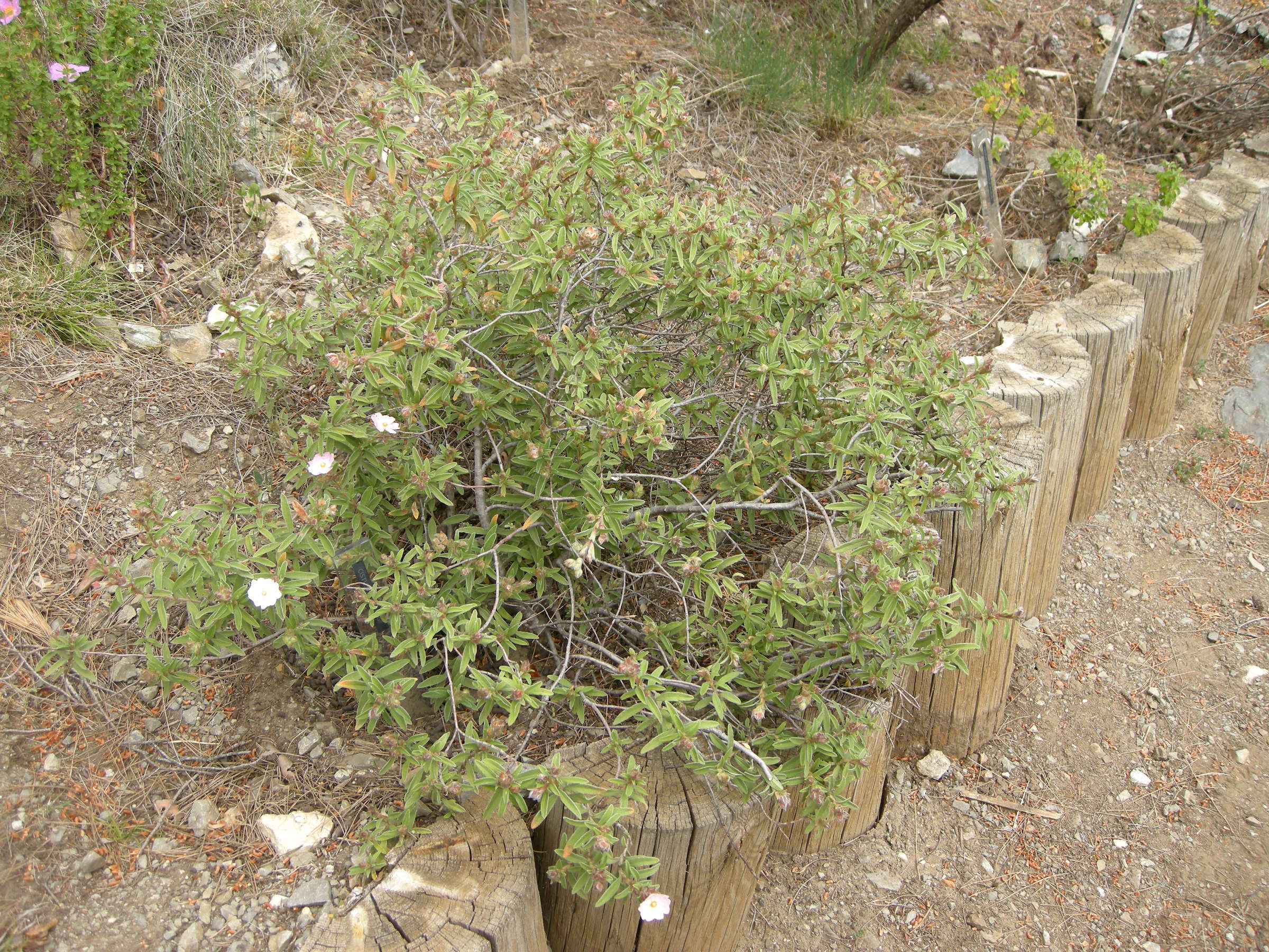 cistus_x_skanbergii1bd