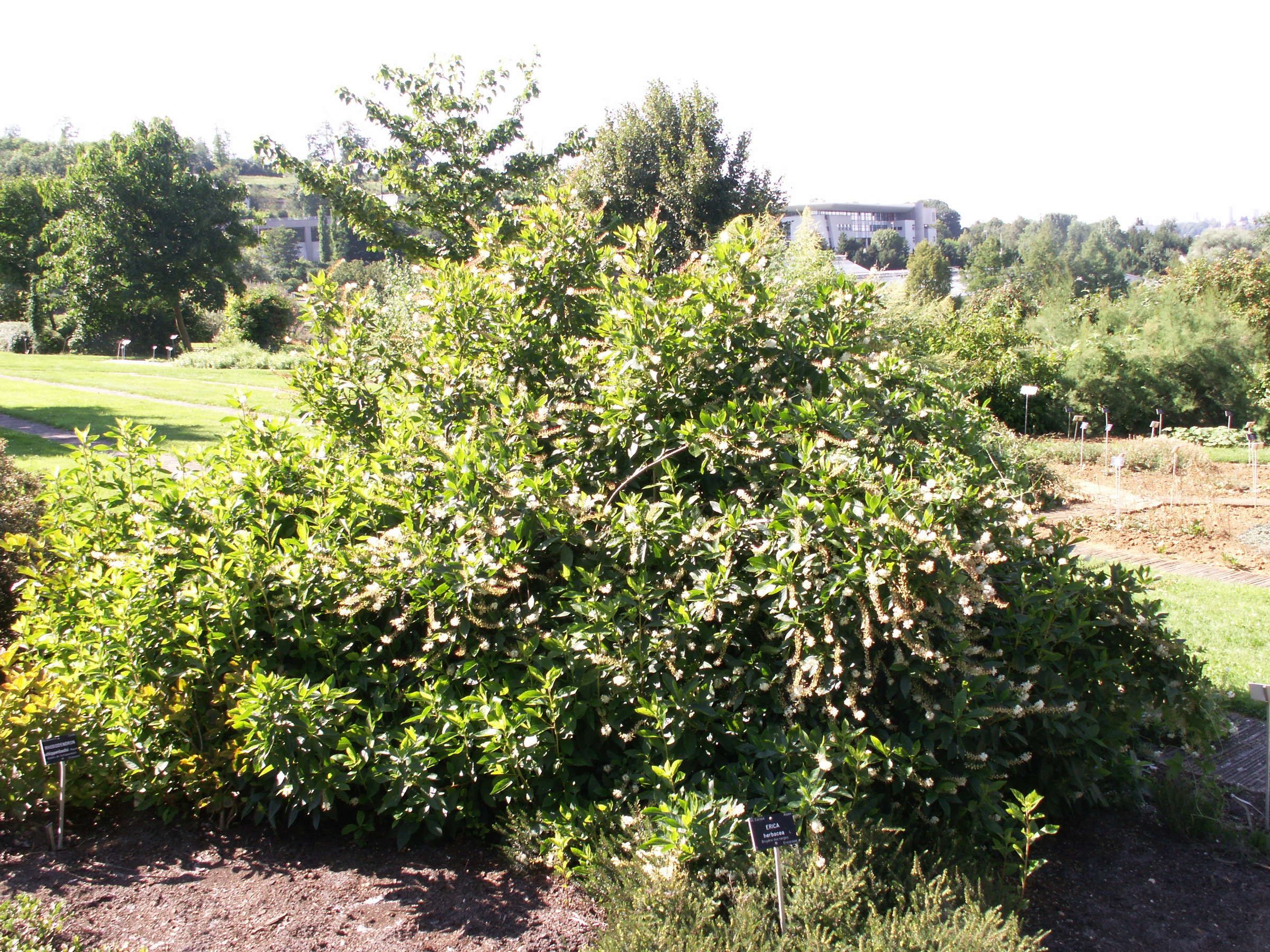 clethra_alnifolia1bd