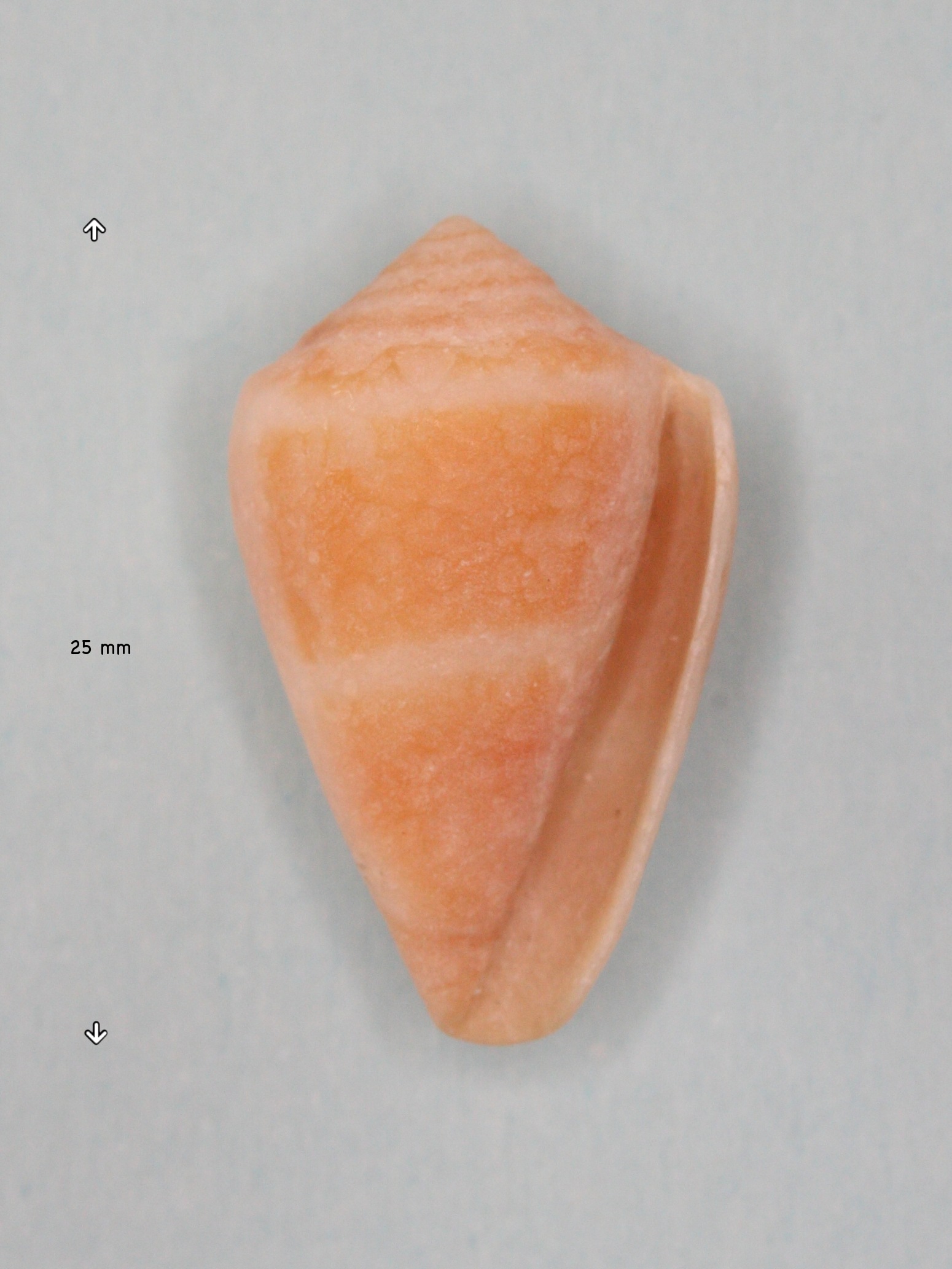 conus_mediterraneus1md