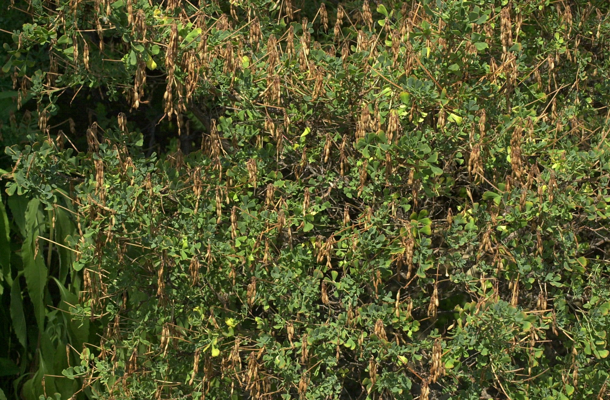 coronilla_valentina_glauca2md