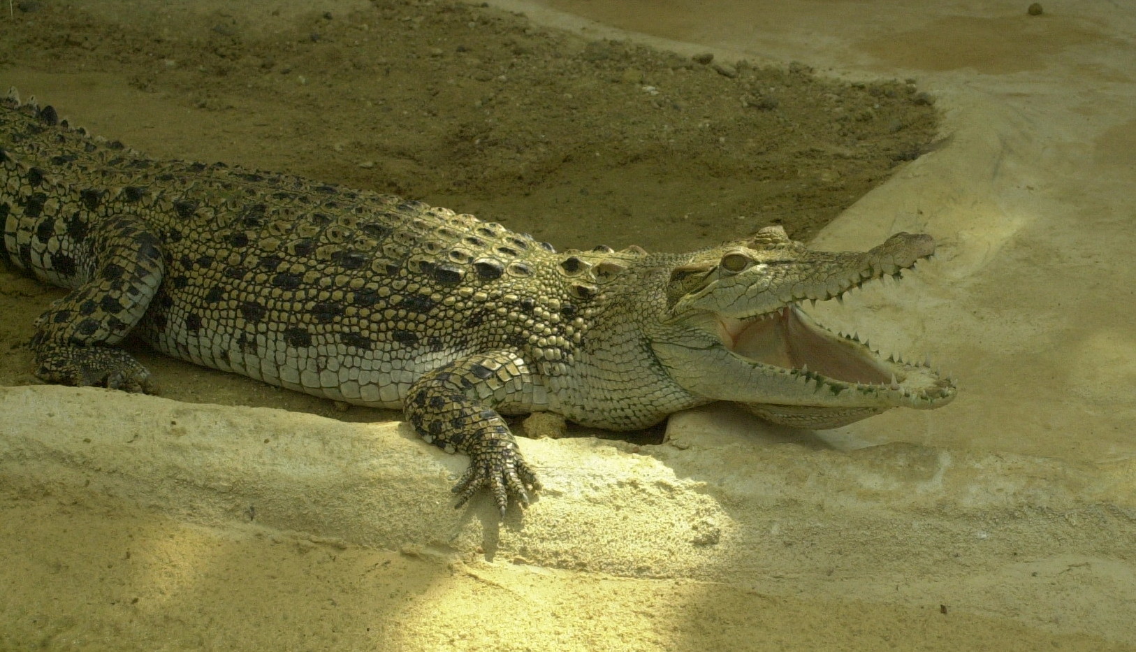 crocodylus_porosus2md