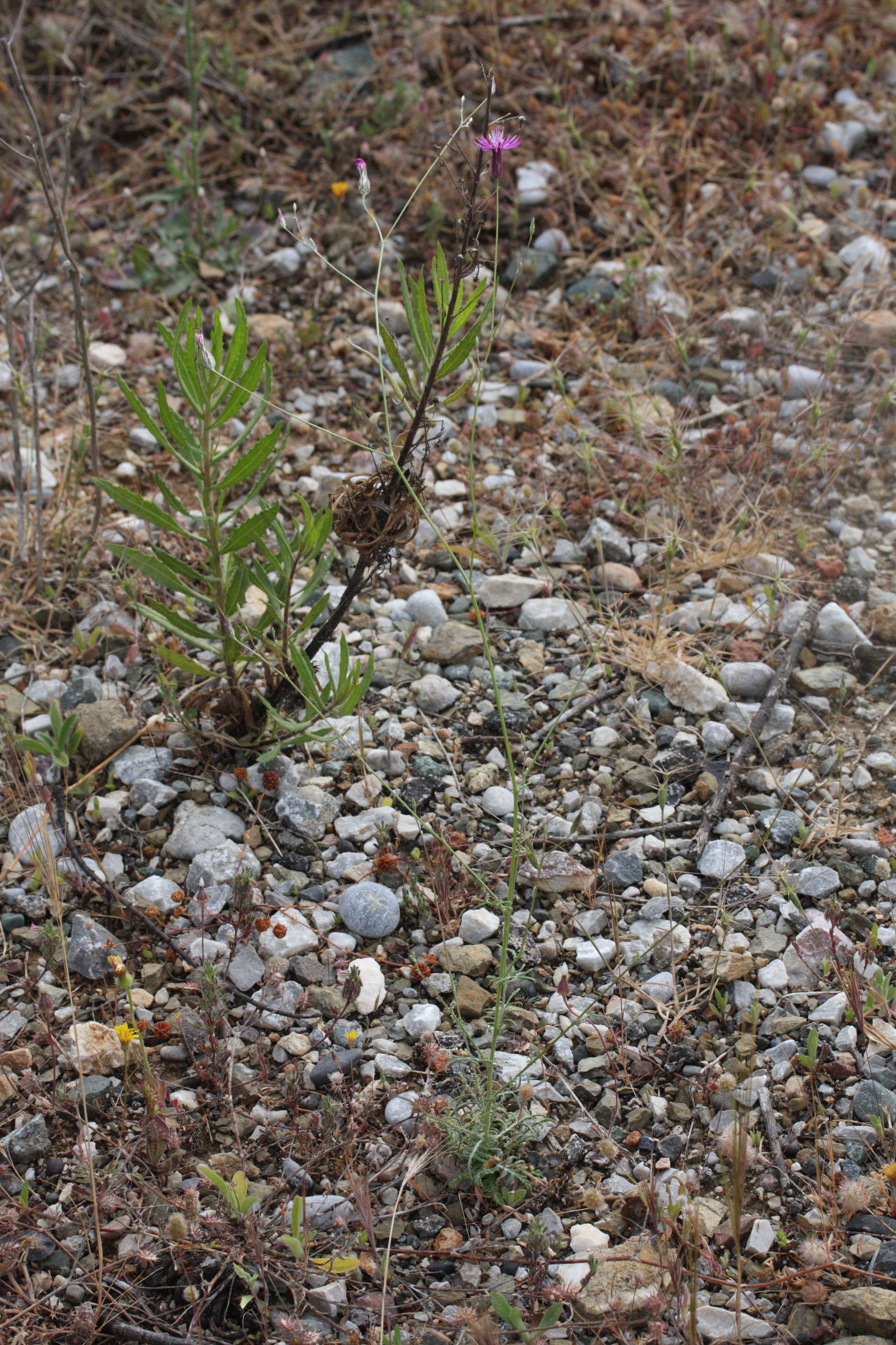 Afficher le média crupina_crupinastrum1md crupina_crupinastrum1md