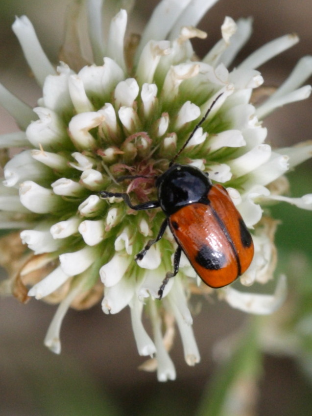 Afficher le média cryptocephalus_bipunctatus1sd cryptocephalus_bipunctatus1sd