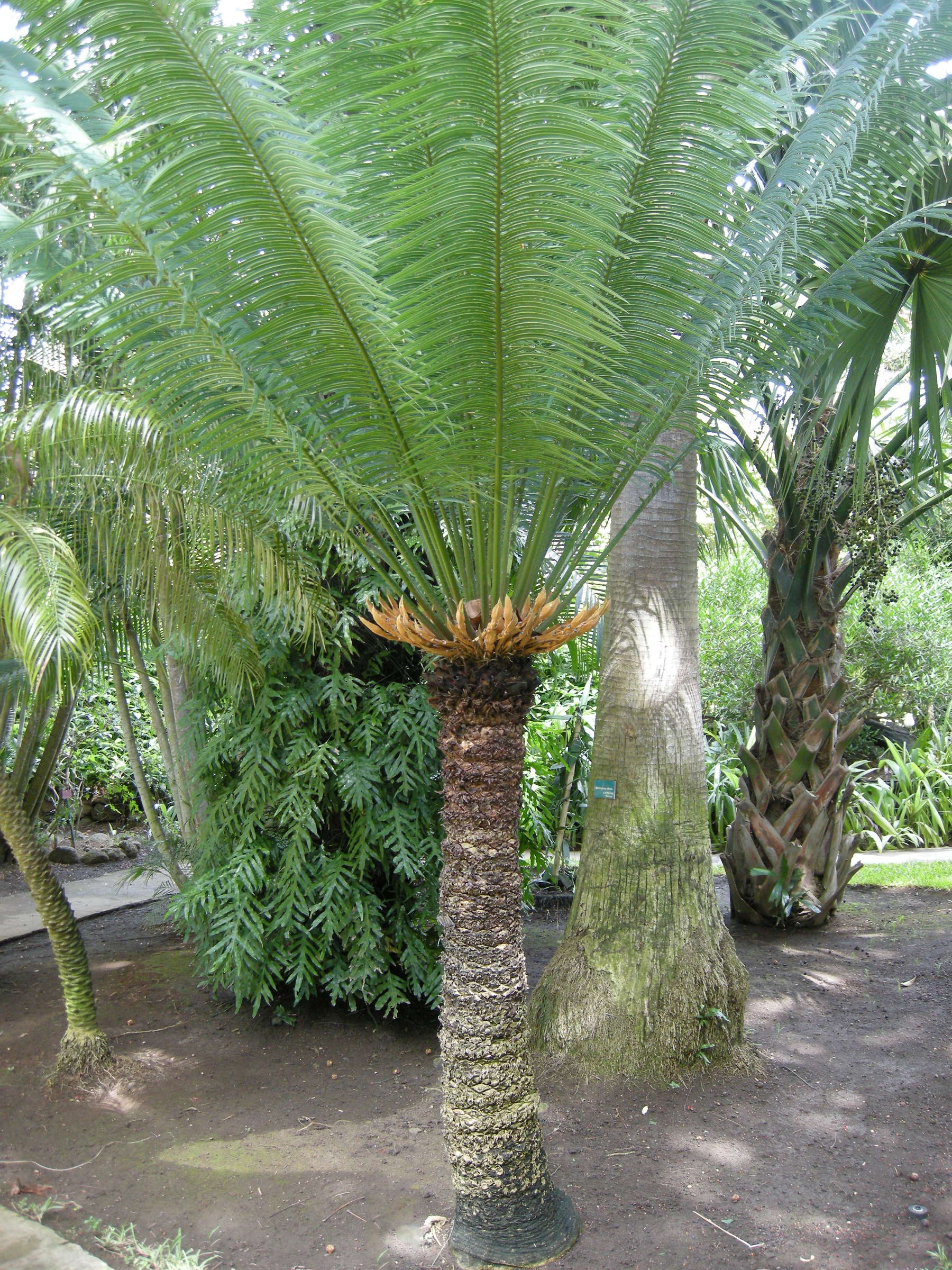 cycas_thouarsii3md