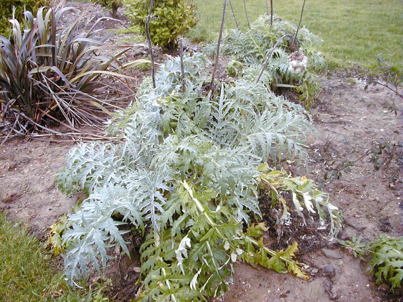 cynara_scolymus2md