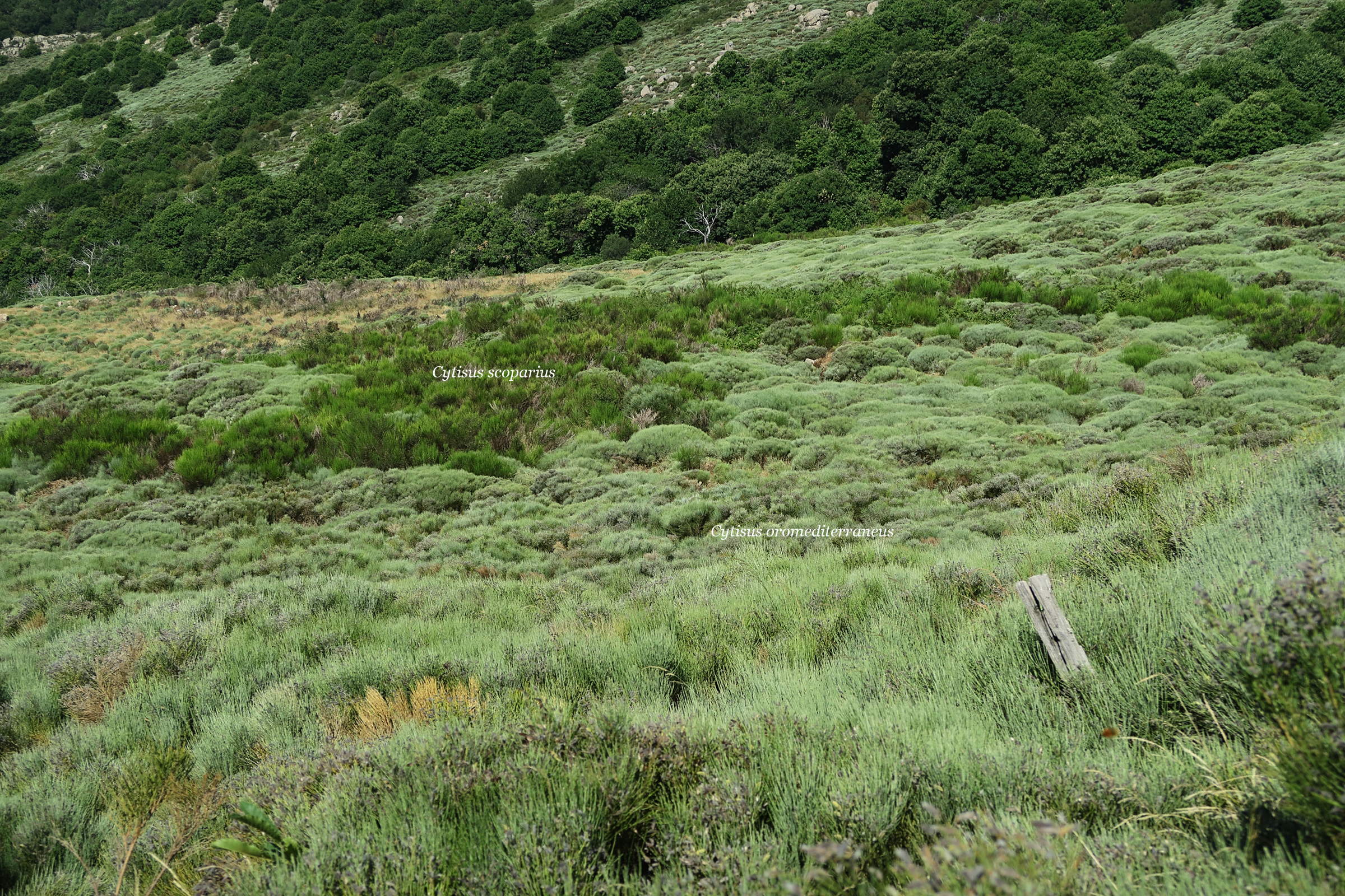 cytisus_oromediterraneus5md