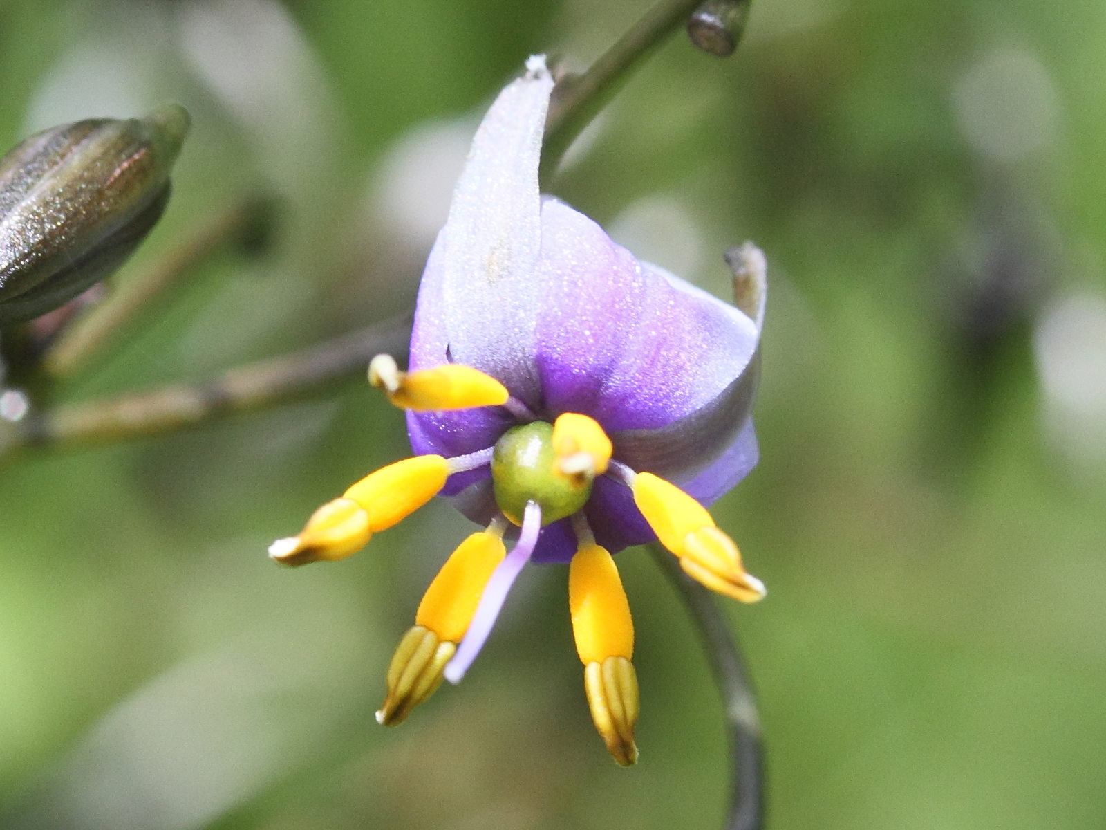 dianella_tasmanica2md